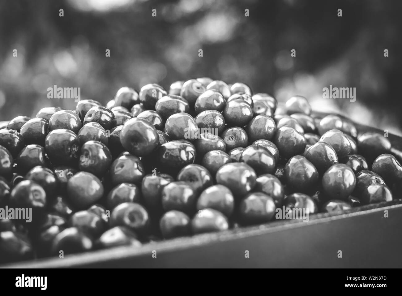 Cerise rouge sucré frais dans un bol. Sweet Cherry ripe. Les baies fraîches. La récolte de cerises douces. Fruits rouges cerise. La récolte d'été dans le jardin. Banque D'Images