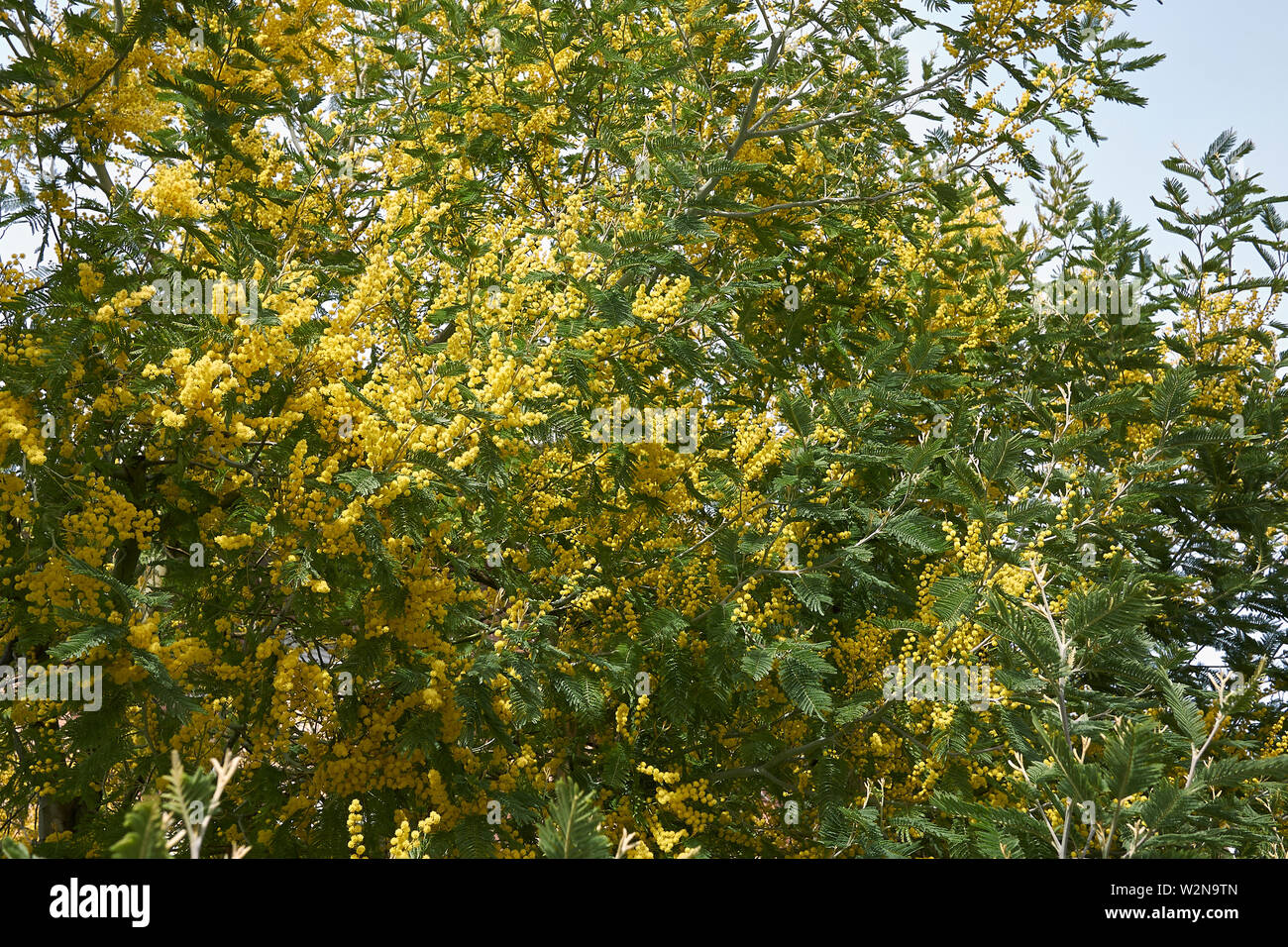 Acacia dealbata fleur jaune Banque D'Images