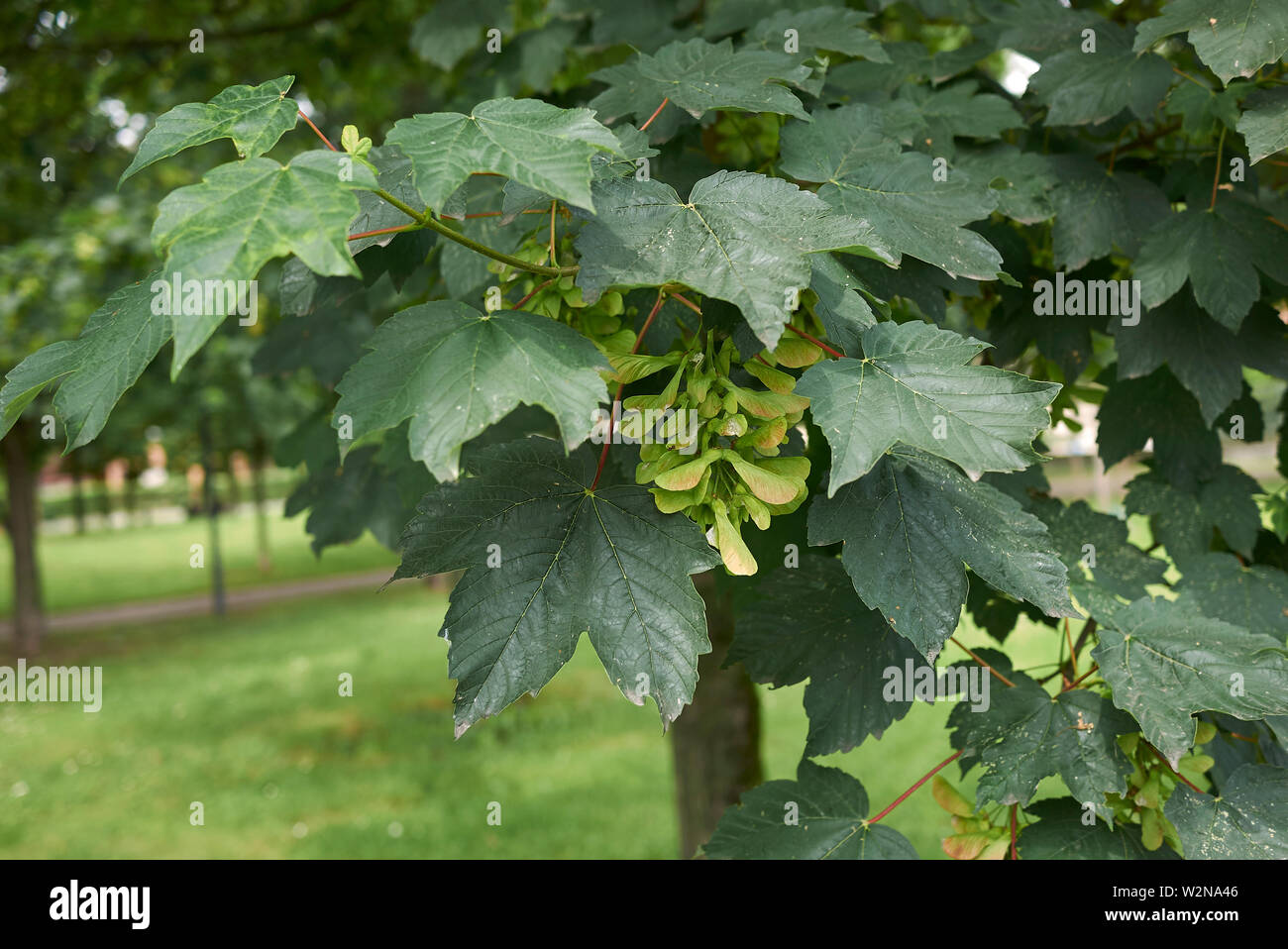 Le feuillage frais et des fruits de l'arbre d'Acer platanoides Banque D'Images