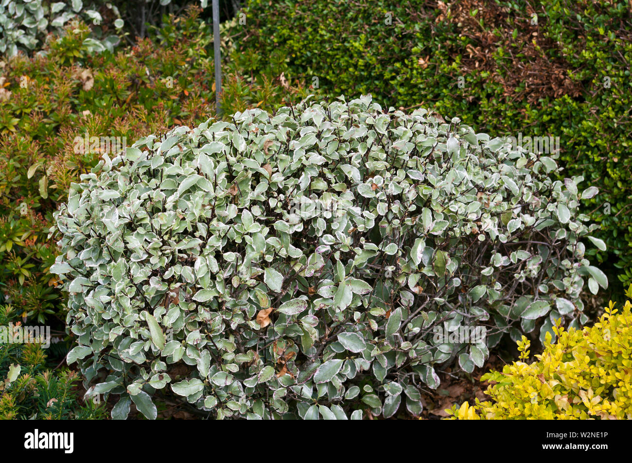 Future Plants By Randy Stewart Pittosporum