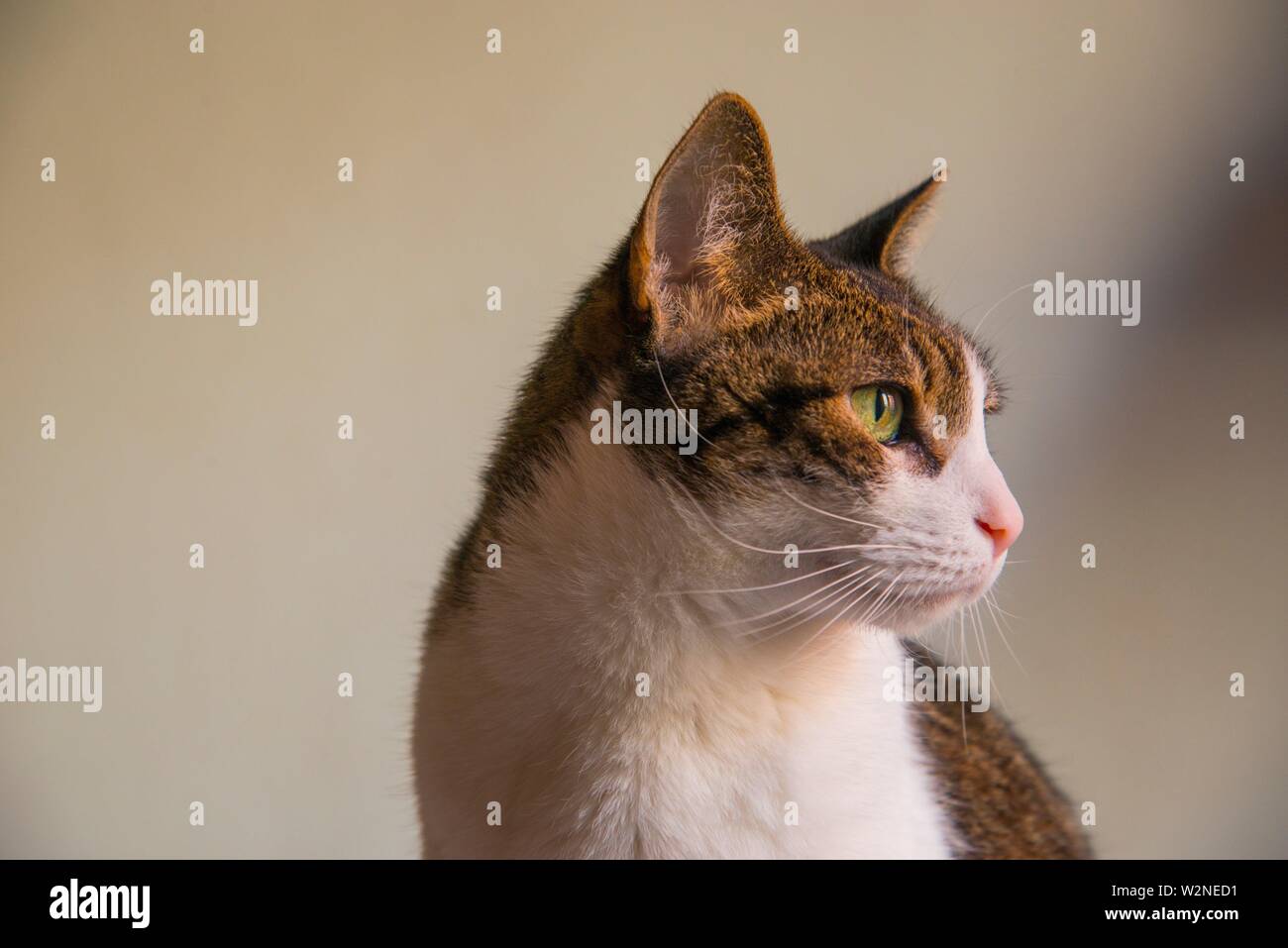 Chat Tigre Profile Close Up Photo Stock Alamy