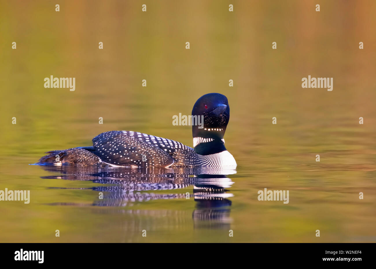 Plongeon huard (Gavia immer) Nager avec les poussins sous ses ailes en Ontario, Canada Banque D'Images