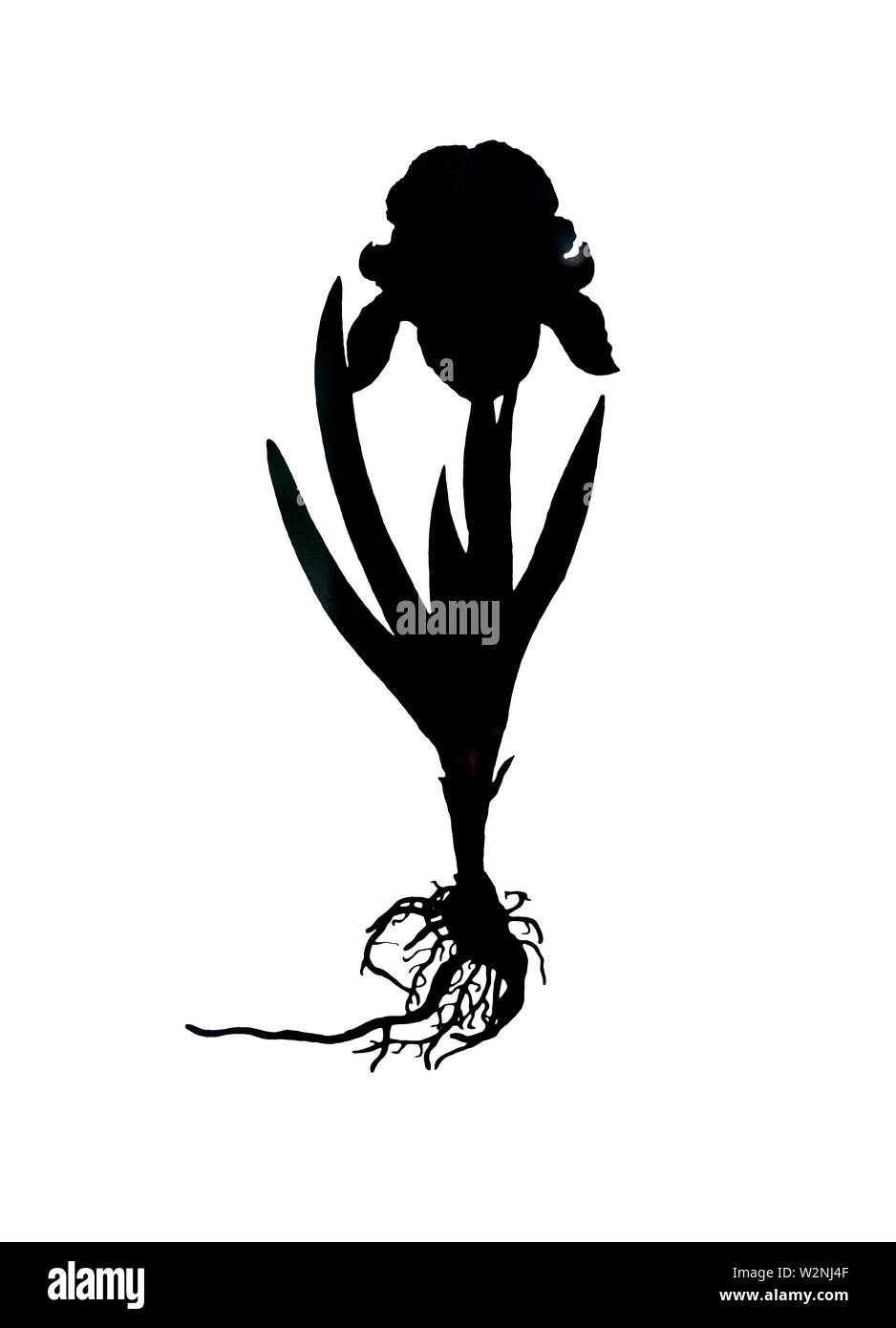 Silhouette d'amélioré numériquement pressé à sec Iris sur fond blanc Banque D'Images