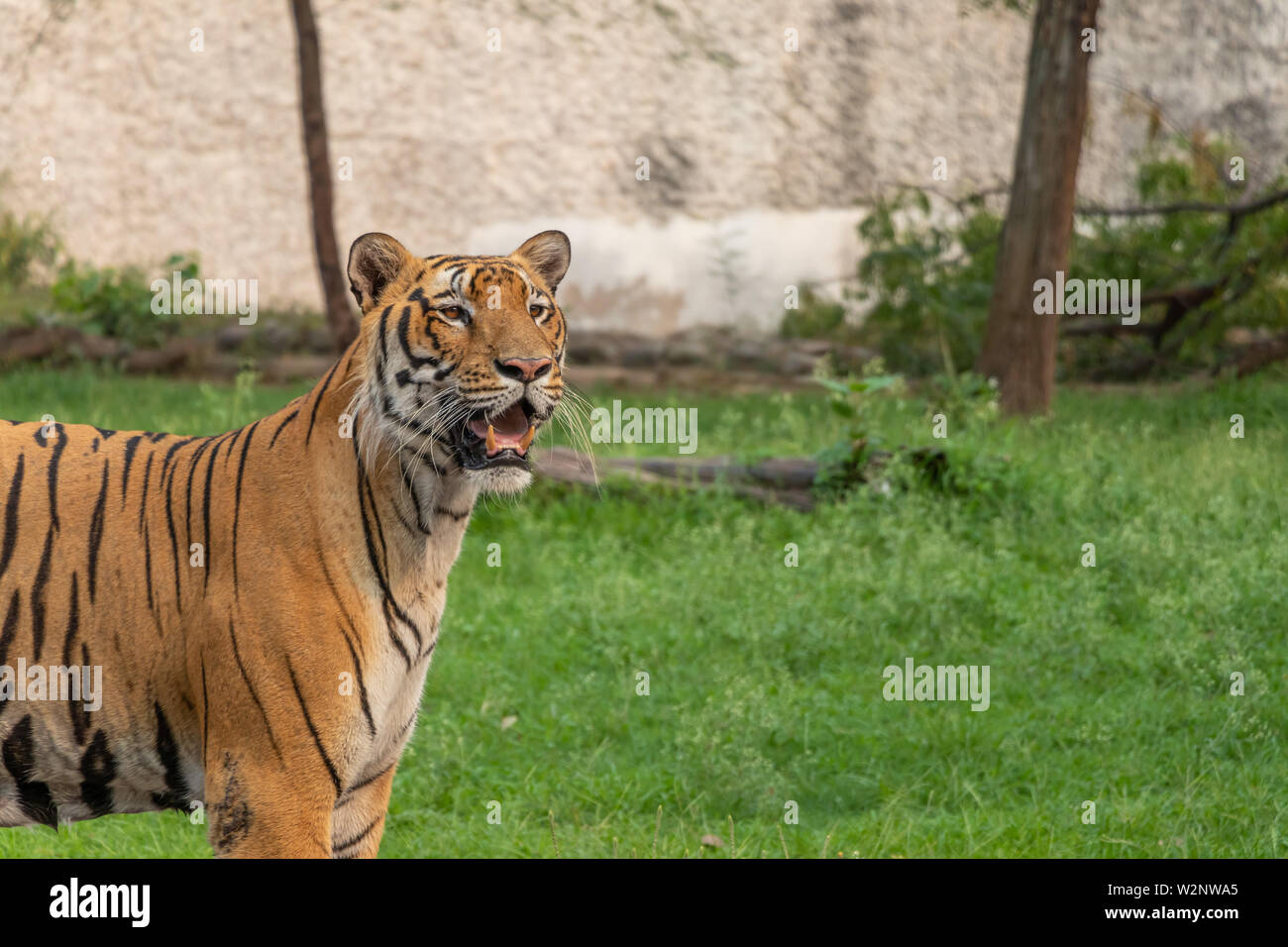 Tigre du Bengale Royal à dans la distance au Zoo. Banque D'Images