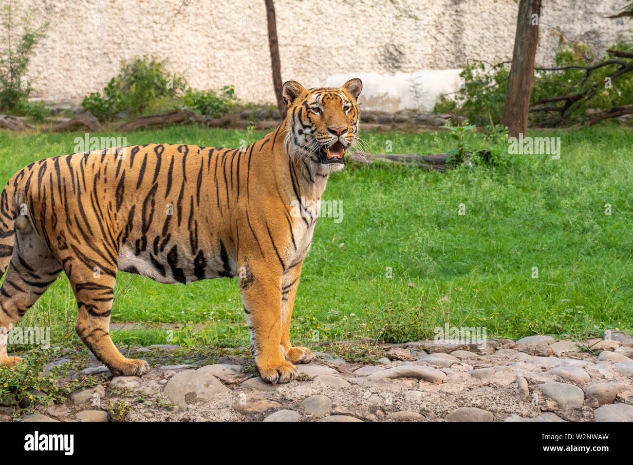 Tigre du Bengale Royal à dans la distance au Zoo. Banque D'Images