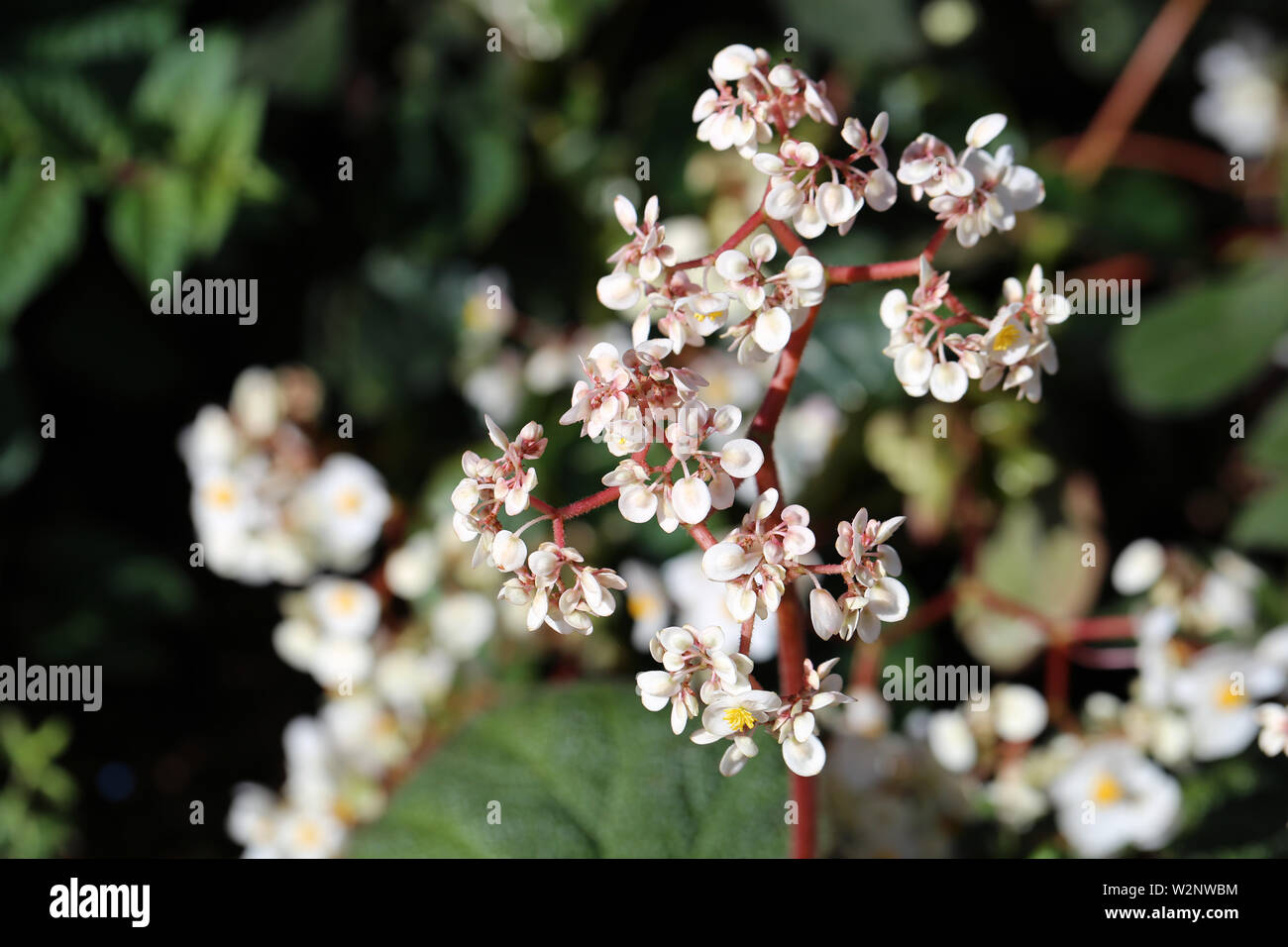 Begonia blanc fleurs dans un gros plan photo prise avec un objectif macro dans l'île de Madère, au Portugal. Belles fleurs. Banque D'Images