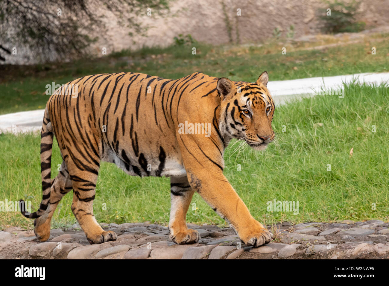Portrait d'un tigre du Bengale Royal, à la grande. Banque D'Images
