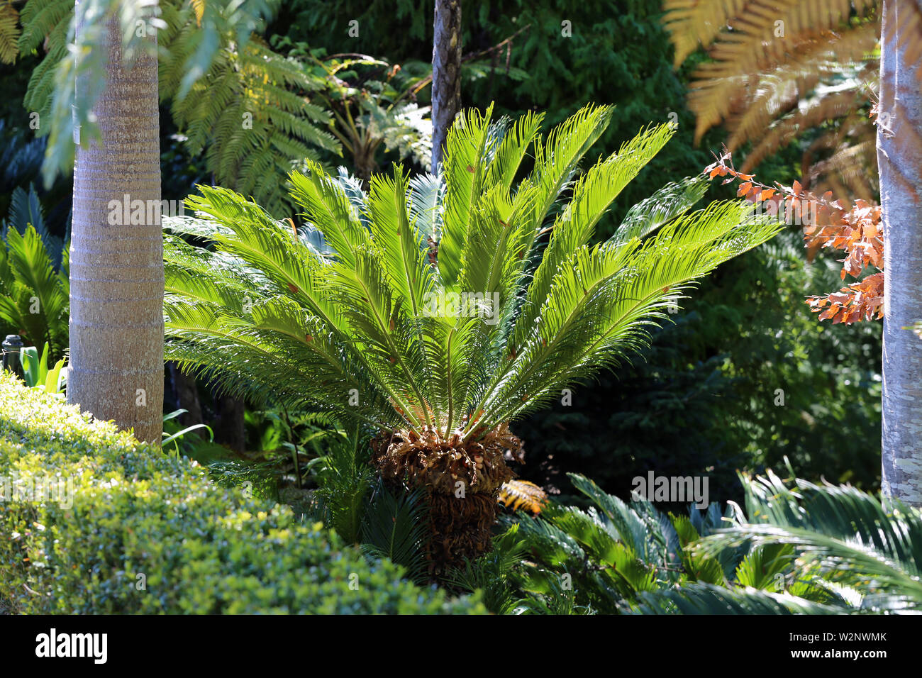 Jeune palmier Banque de photographies et d'images à haute résolution - Alamy