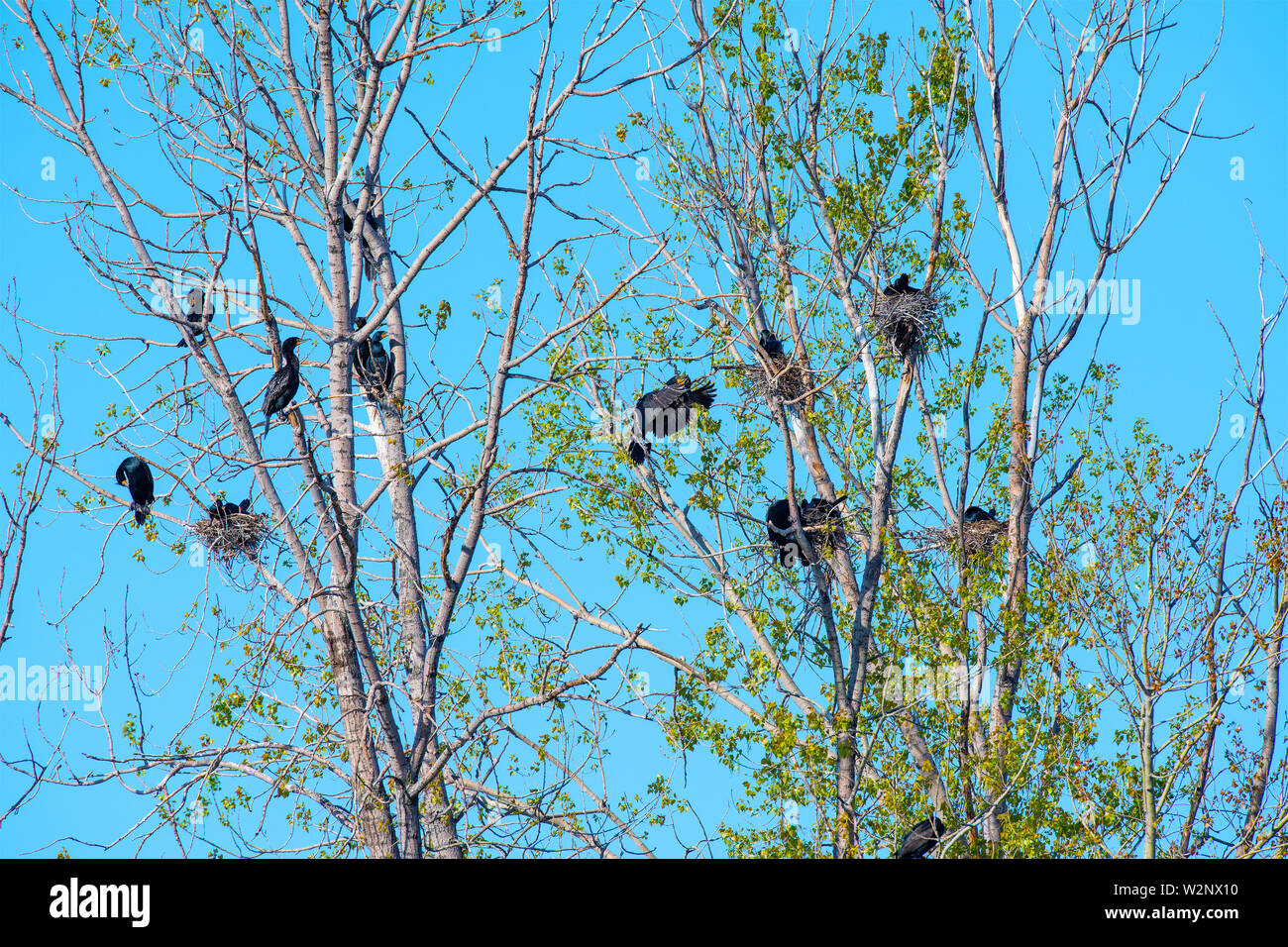 Le cormoran à aigrettes nichant dans une petite colonie (Phalacrocorax auritus), Cottonwood tree,Printemps, Upper Midwest des États-Unis et du Canada, par n Banque D'Images