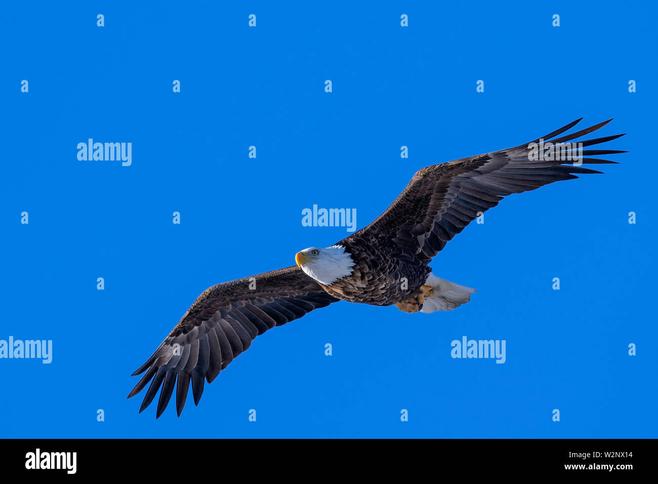 American Bald Eagle (Haliaeetus leucocephalus), adulte, en vol, en Amérique du Nord, par Dominique Braud/Dembinsky Assoc Photo Banque D'Images