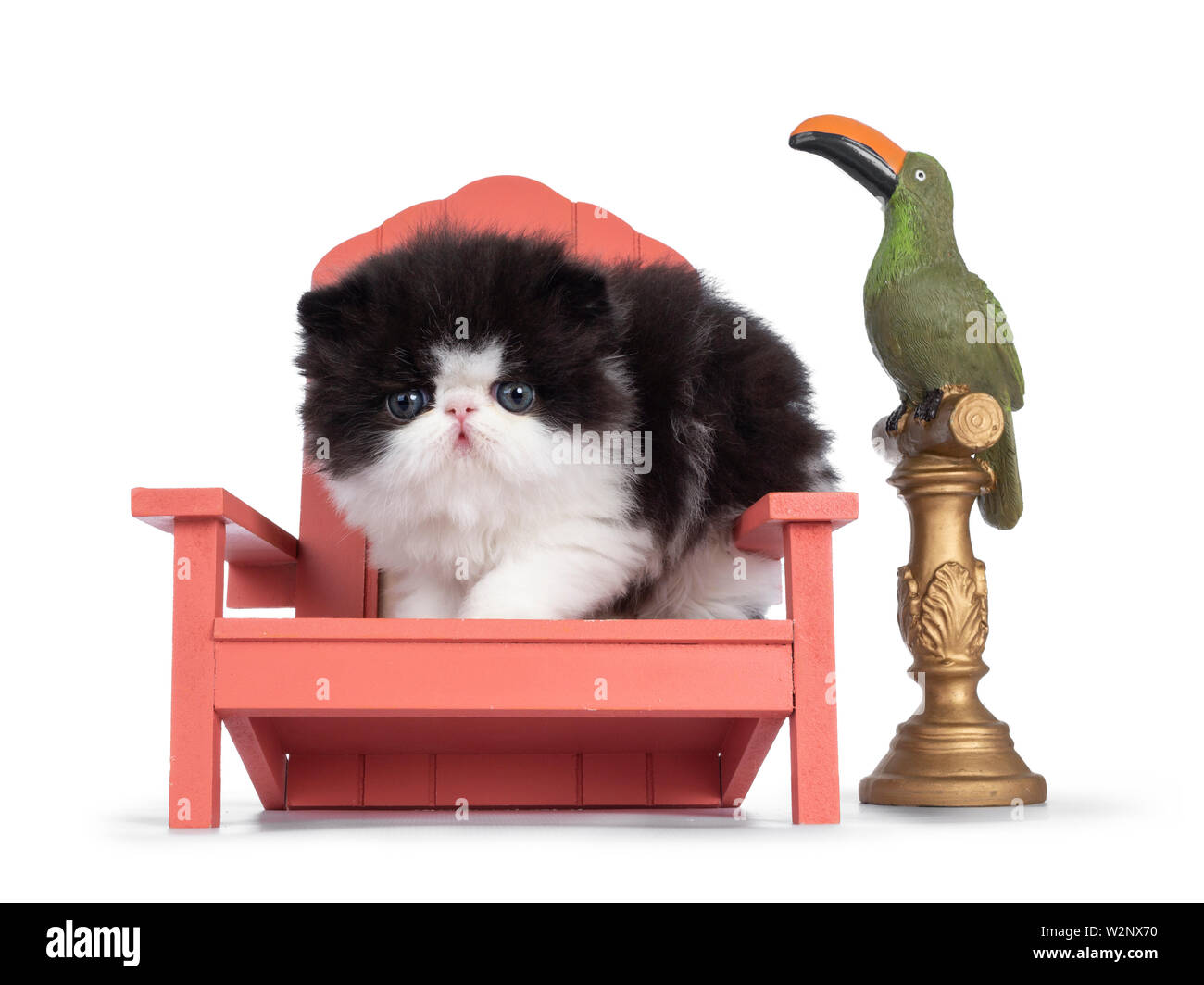 Cute quelques semaines, très jeune chat Persan noir et blanc. ktten Assis sur la chaise à côté de saumon d'oiseaux en céramique, looking at camera, ronde et encore Banque D'Images