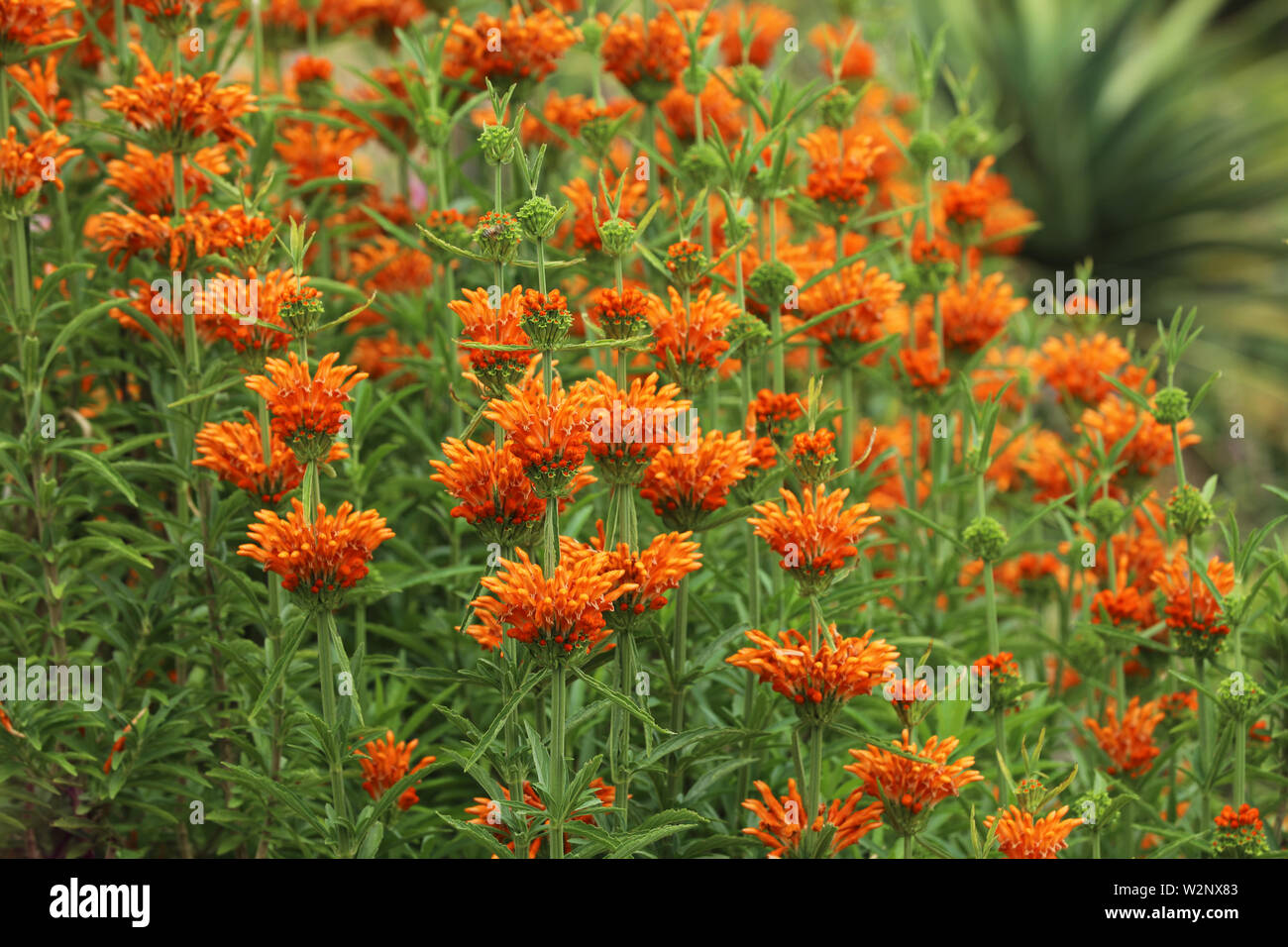 Les oreilles du Lion Leonotis plante avec orange blossom Banque D'Images