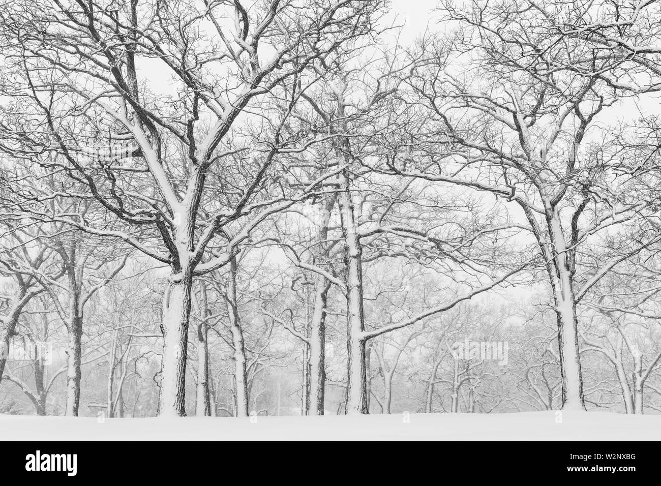 Tempête de neige d'avril, des Bois, USA, par Dominique Braud/Dembinsky Assoc Photo Banque D'Images