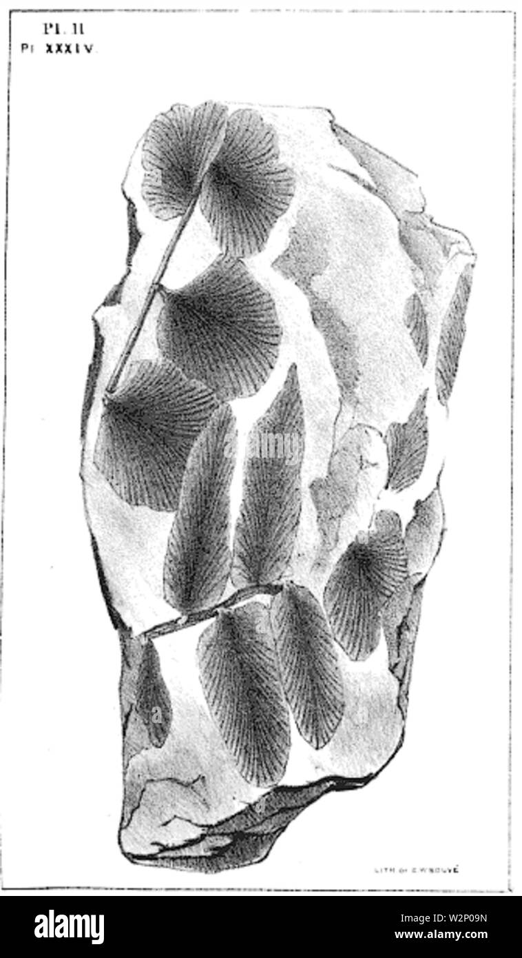 1847 BostonJournal NaturalHistory v5 illus10 Banque D'Images