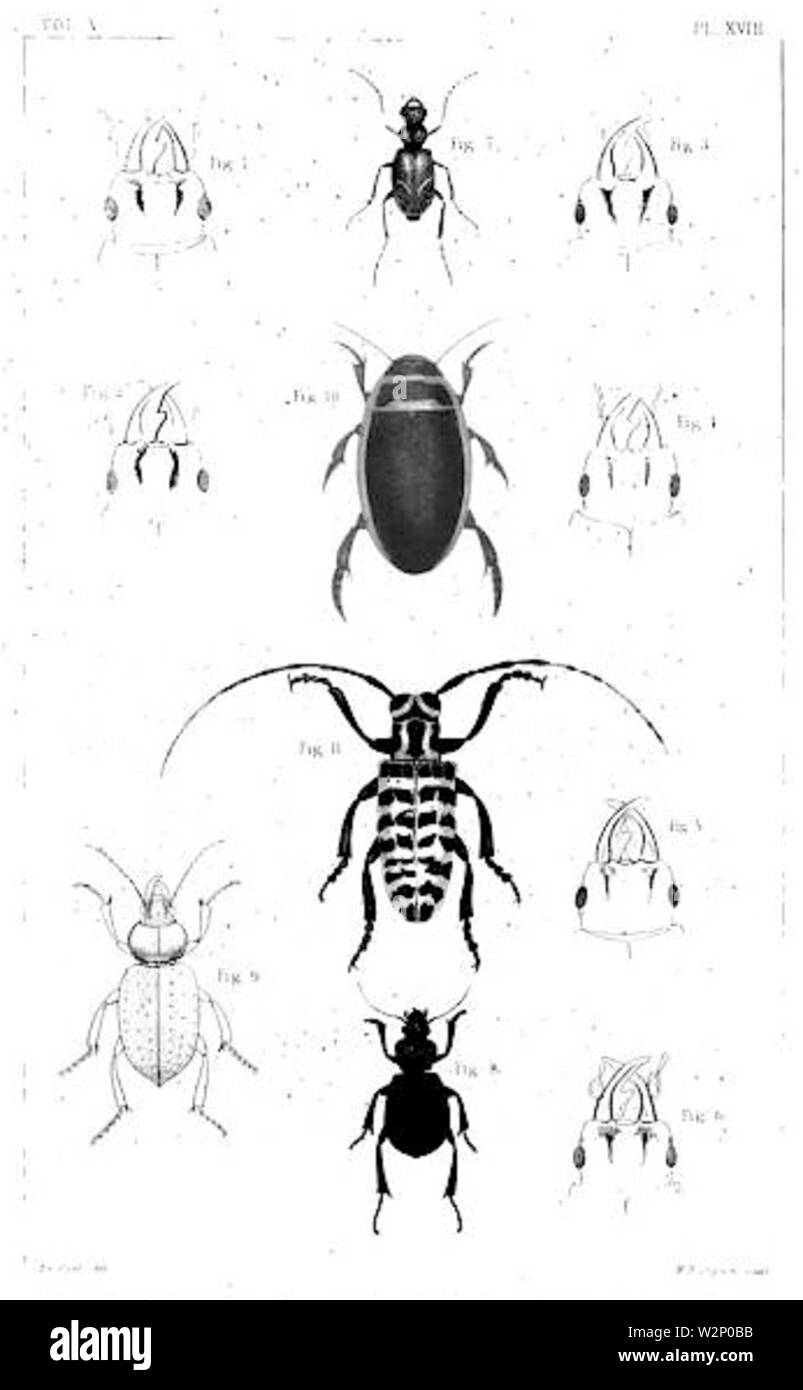 1847 BostonJournal NaturalHistory v5 illus1 Banque D'Images