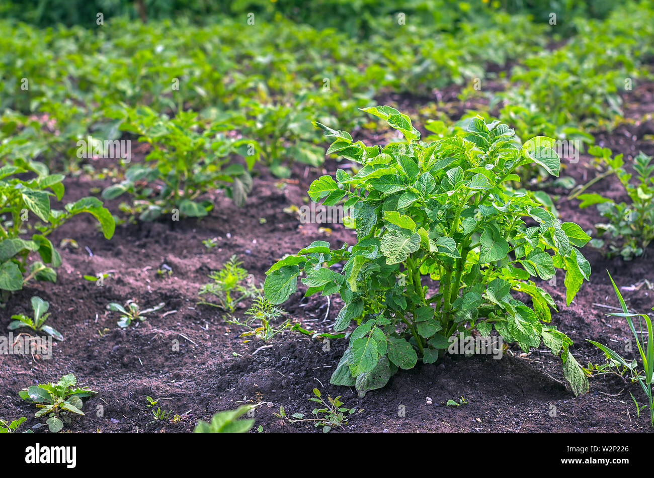 Rangées de pommes de terre vert plantes poussant à l'exploitation agricole biologique. Banque D'Images