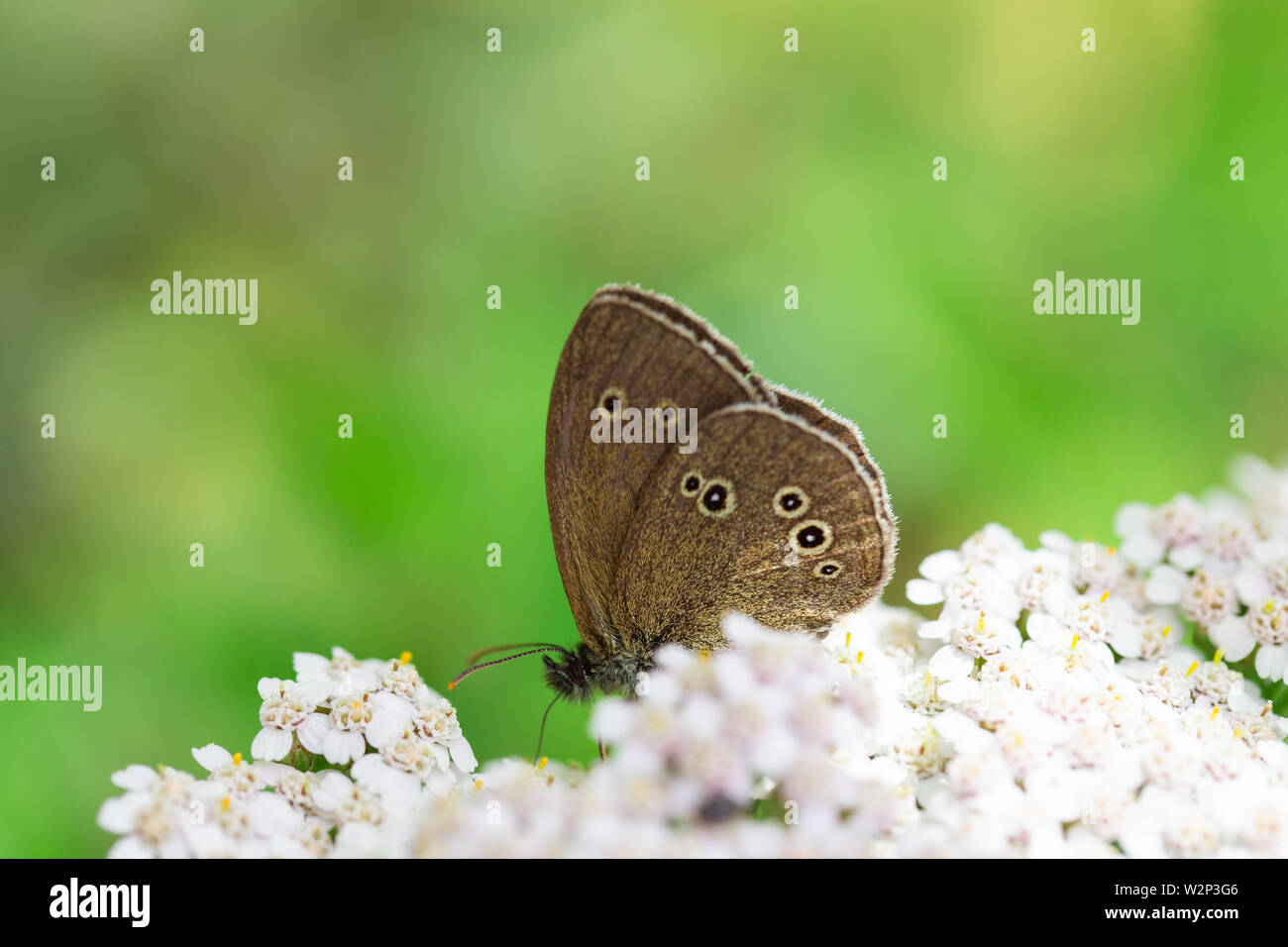 Un papillon Aphantopus hyperantus (Brown) sucer le nectar des petites fleurs blanches sur fond vert. Banque D'Images