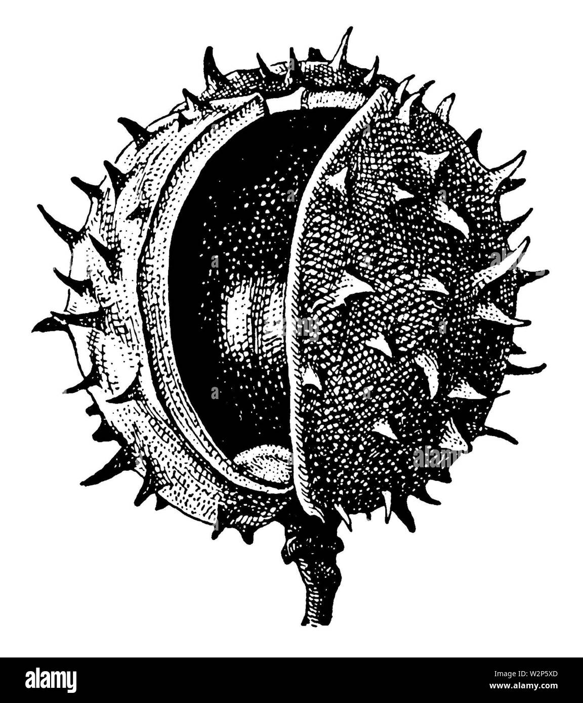 Horse-chestnut, conker arbre (Aesculus hippocastanum), de fruits, Aesculus hippocastanum (biologie, livre, 1941) Banque D'Images