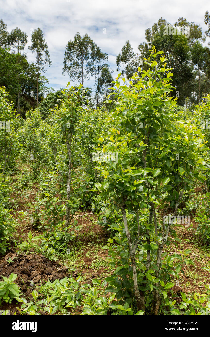 Le khât (catha edulis) production agricole dans la région de Illubabor, Ethiopie Banque D'Images