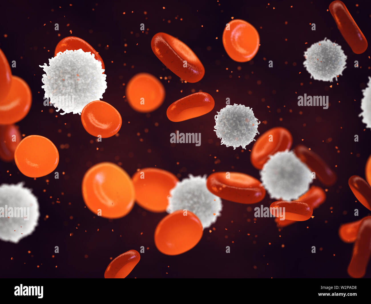 Globules rouges et blancs, les leucocytes sont partie du système immunitaire et sont trouvés
