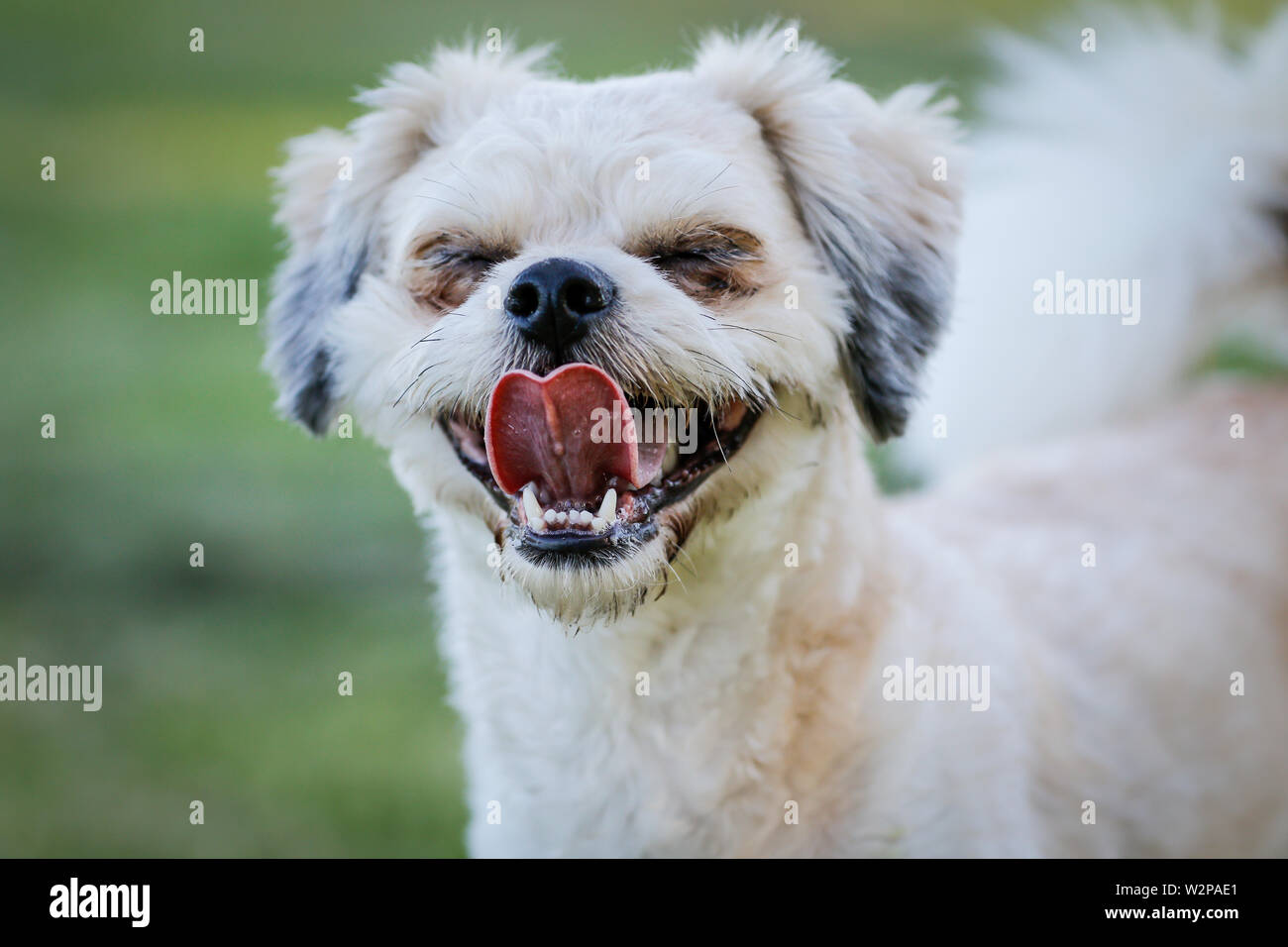 Un drôle de sourire blanc race chien Maltais Banque D'Images