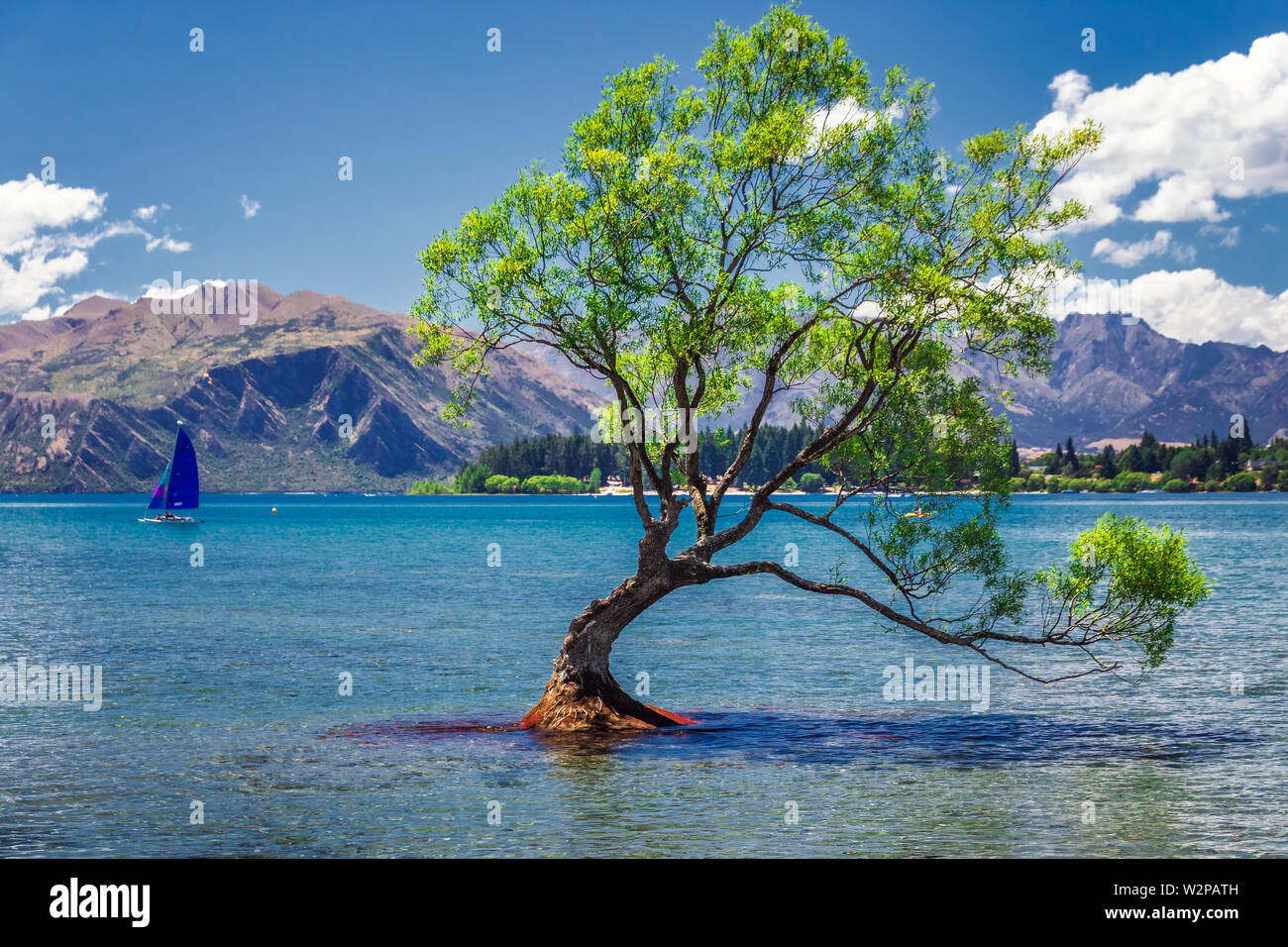 Il plus photographié tree en Nouvelle-Zélande, le lac Wanaka au coucher du soleil. Banque D'Images