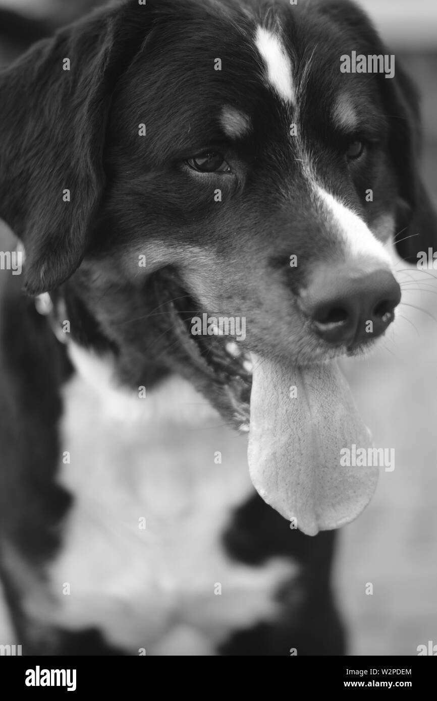 Funny dog long toungue portreit avec. Seulement, pas de personnes. À l'extérieur. Banque D'Images