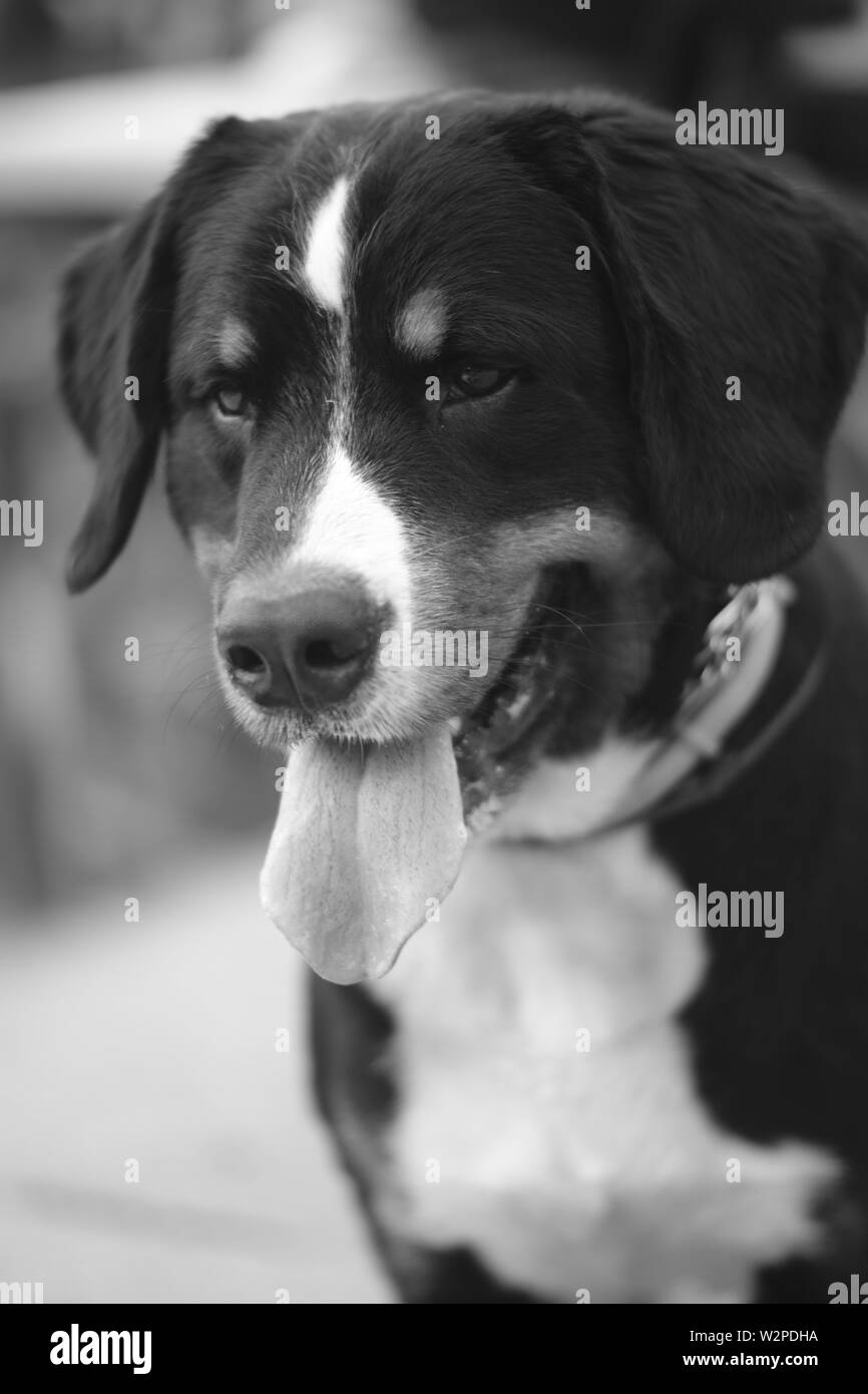 Funny dog long toungue portreit avec. Seulement, pas de personnes. À l'extérieur. Banque D'Images