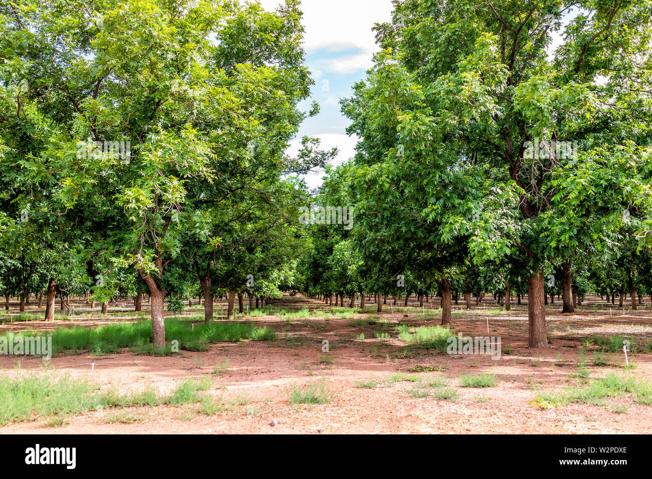 La Luz ville au Nouveau Mexique avec pistachiers farm lignes et personne ne au cours de journée ensoleillée Banque D'Images