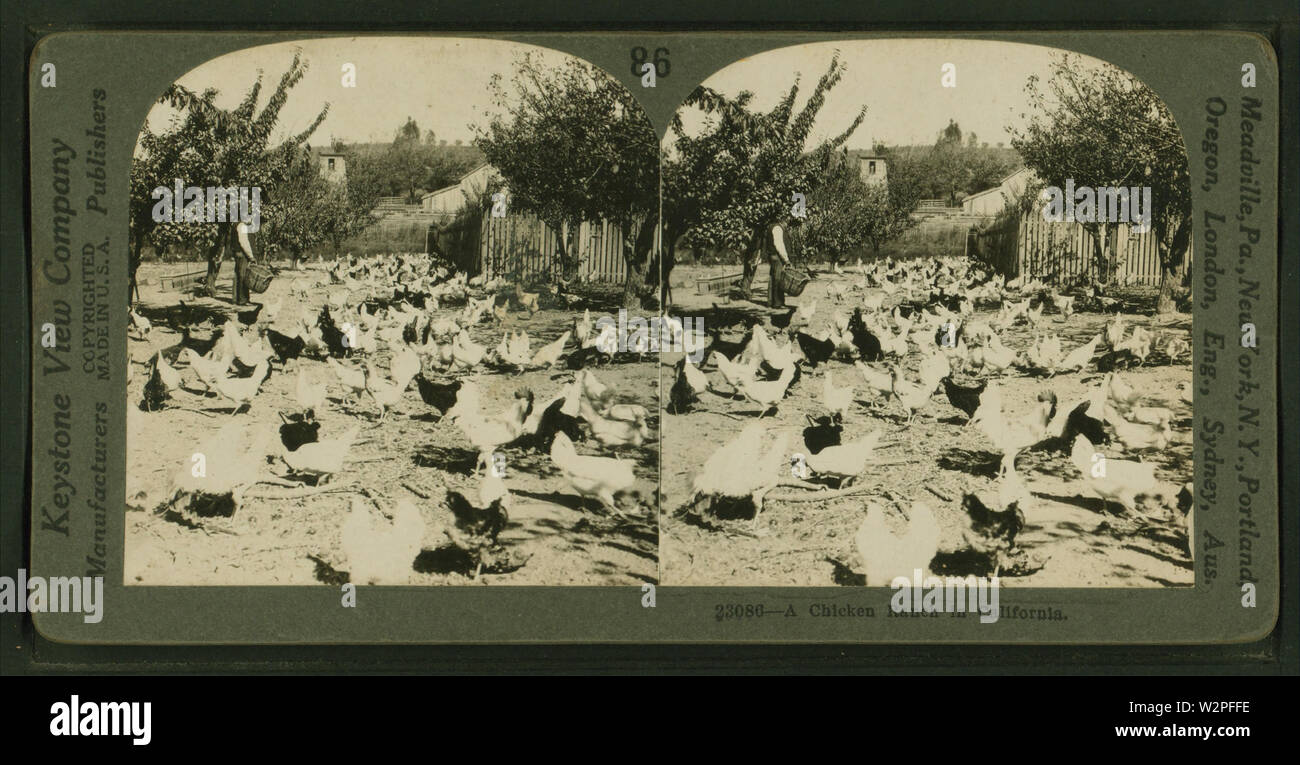 Un poulet ranch en Californie, à partir de Robert N Dennis collection de vues stéréoscopiques Banque D'Images