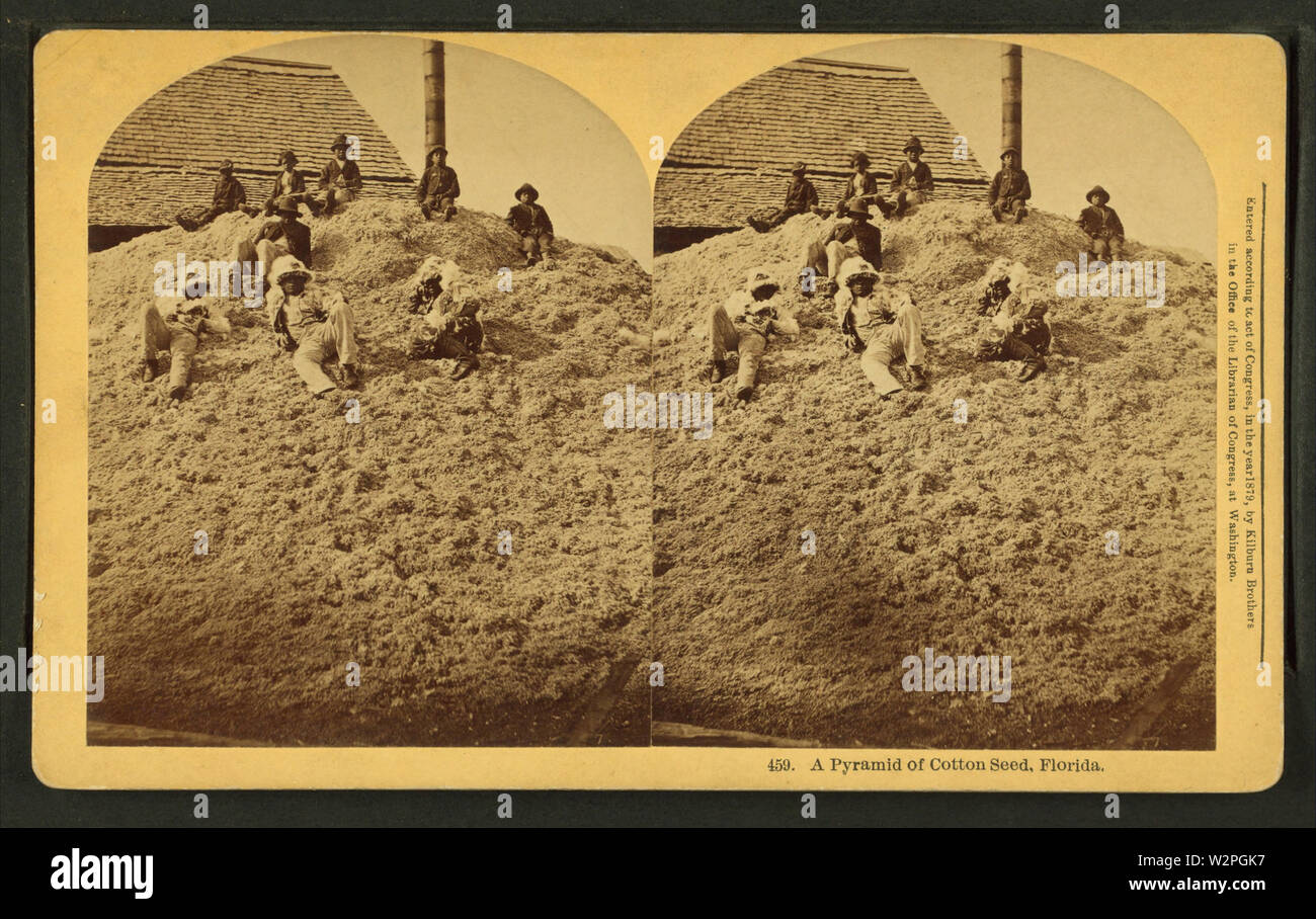 Une pyramide de graines de coton, en Floride, par Kilburn, B W (Benjamin West), 1827-1909 Banque D'Images