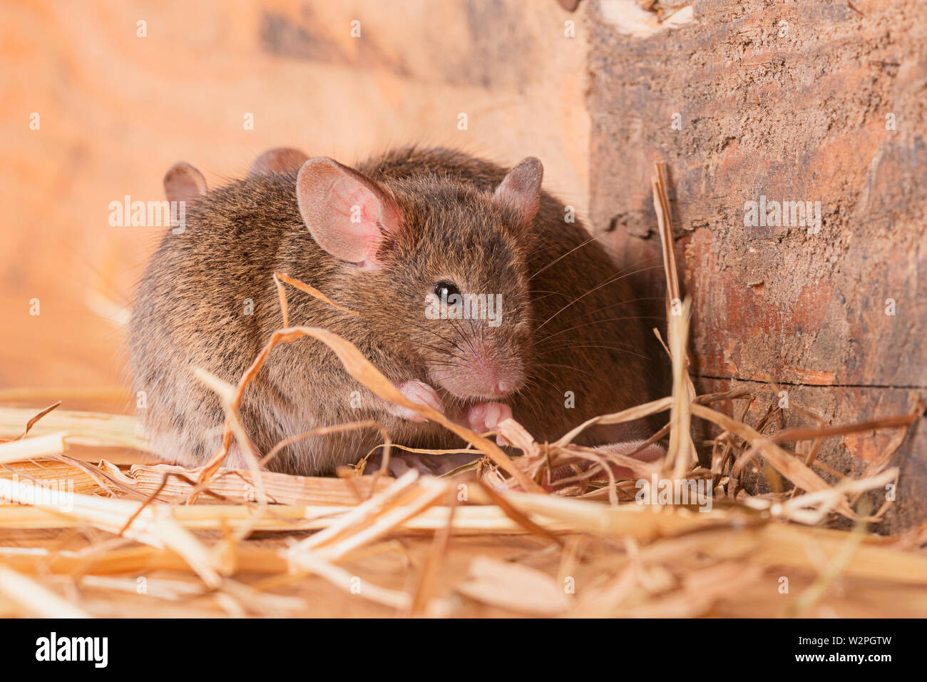 Les souris brune sauvage jouant en paille dans un studio mis en place Banque D'Images