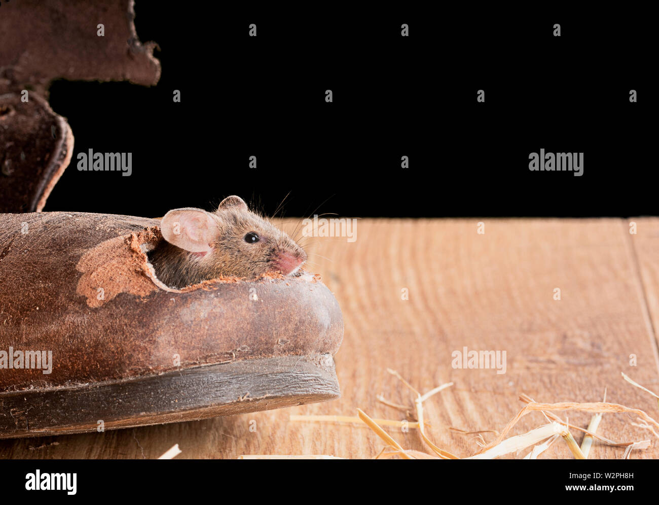 La souris brune grimpe dans un vieux boot en studio environnement Banque D'Images