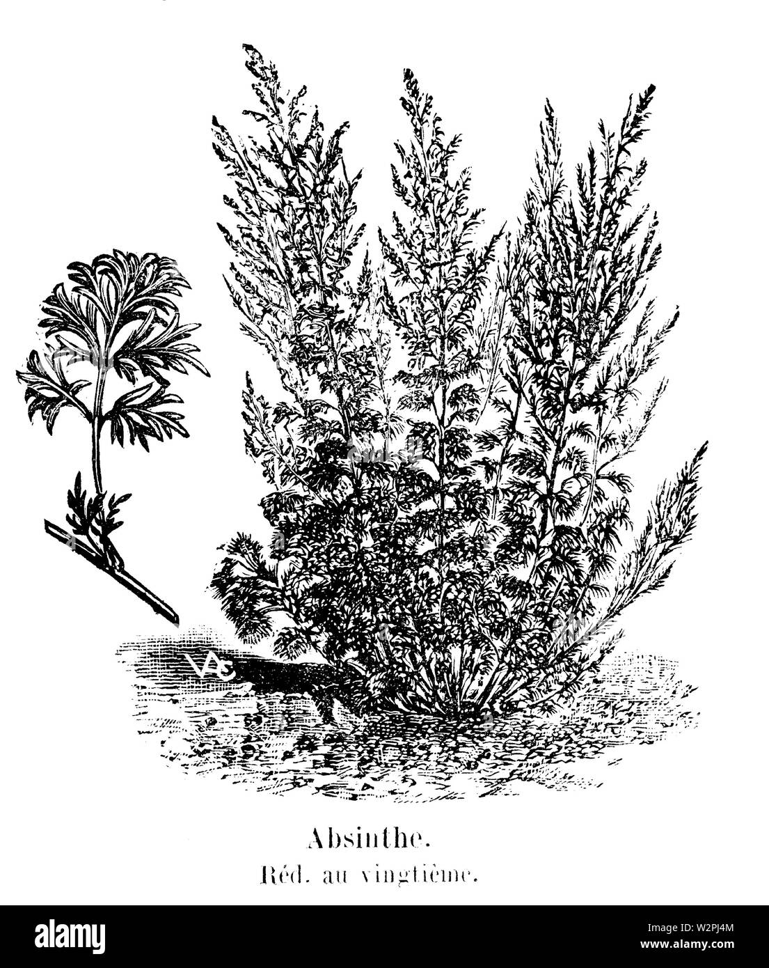 Vilmorin-Andrieux 1904 Absinthe Banque D'Images