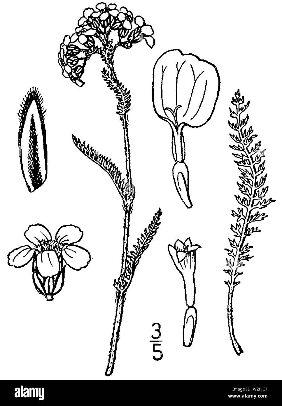 L'Achillea millefolium borealis dessin Banque D'Images