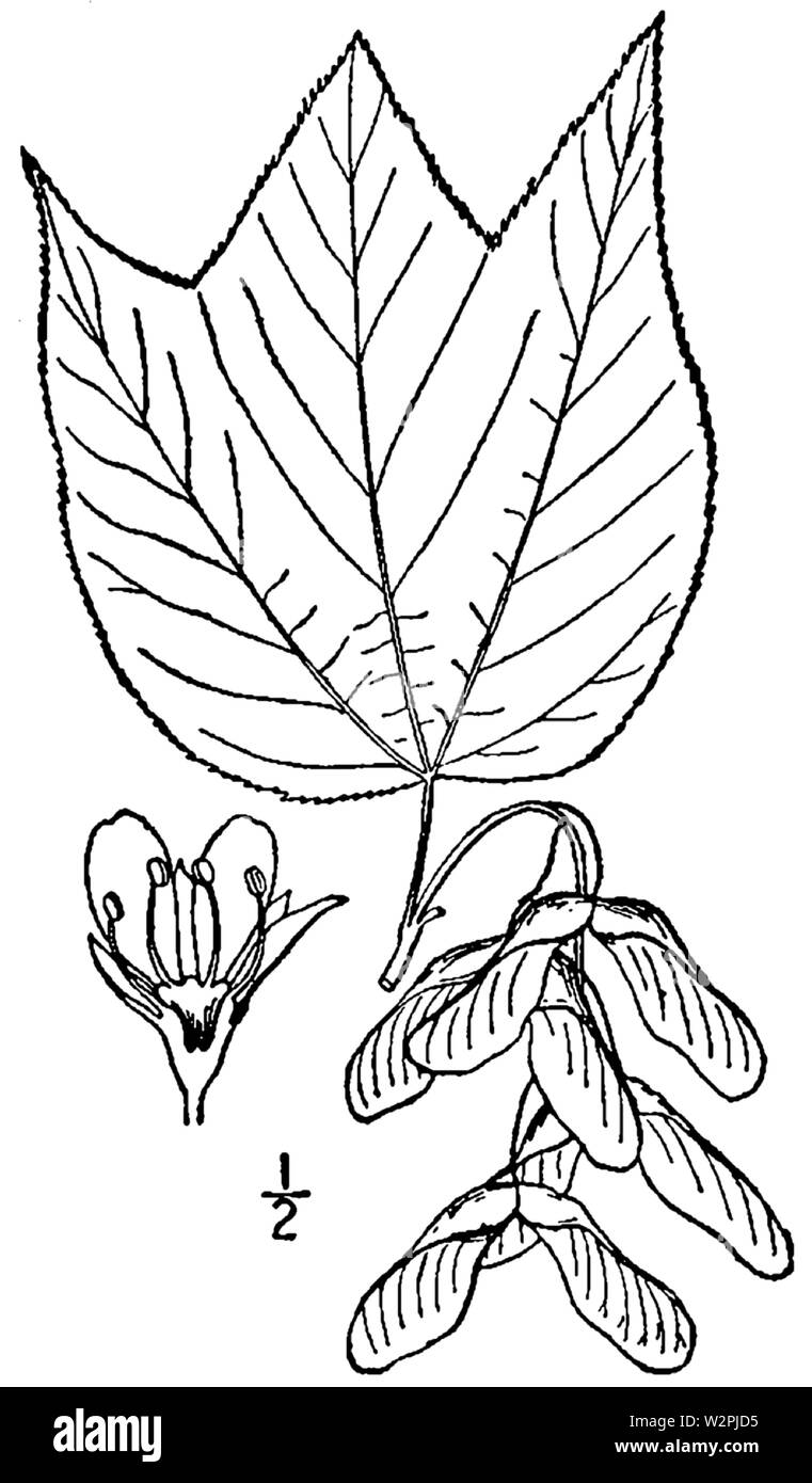 Acer pensylvanicum BB-1913 Banque D'Images