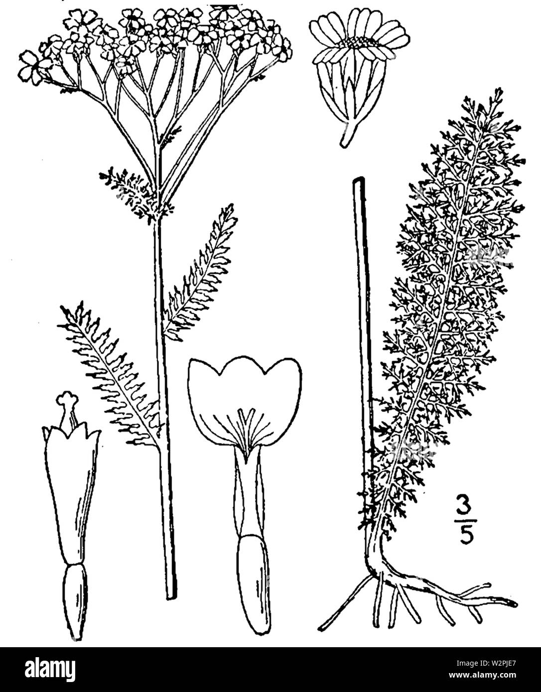 Illustration botanique de l'Achillea millefolium à partir de 1913. Banque D'Images