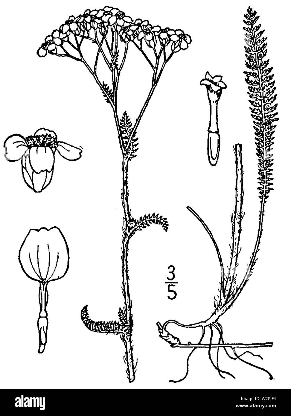 L'Achillea millefolium occidentalis dimensions Banque D'Images