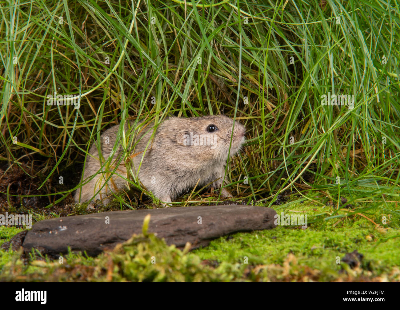 Un lemming sauvages prises dans un environnement de studio Banque D'Images