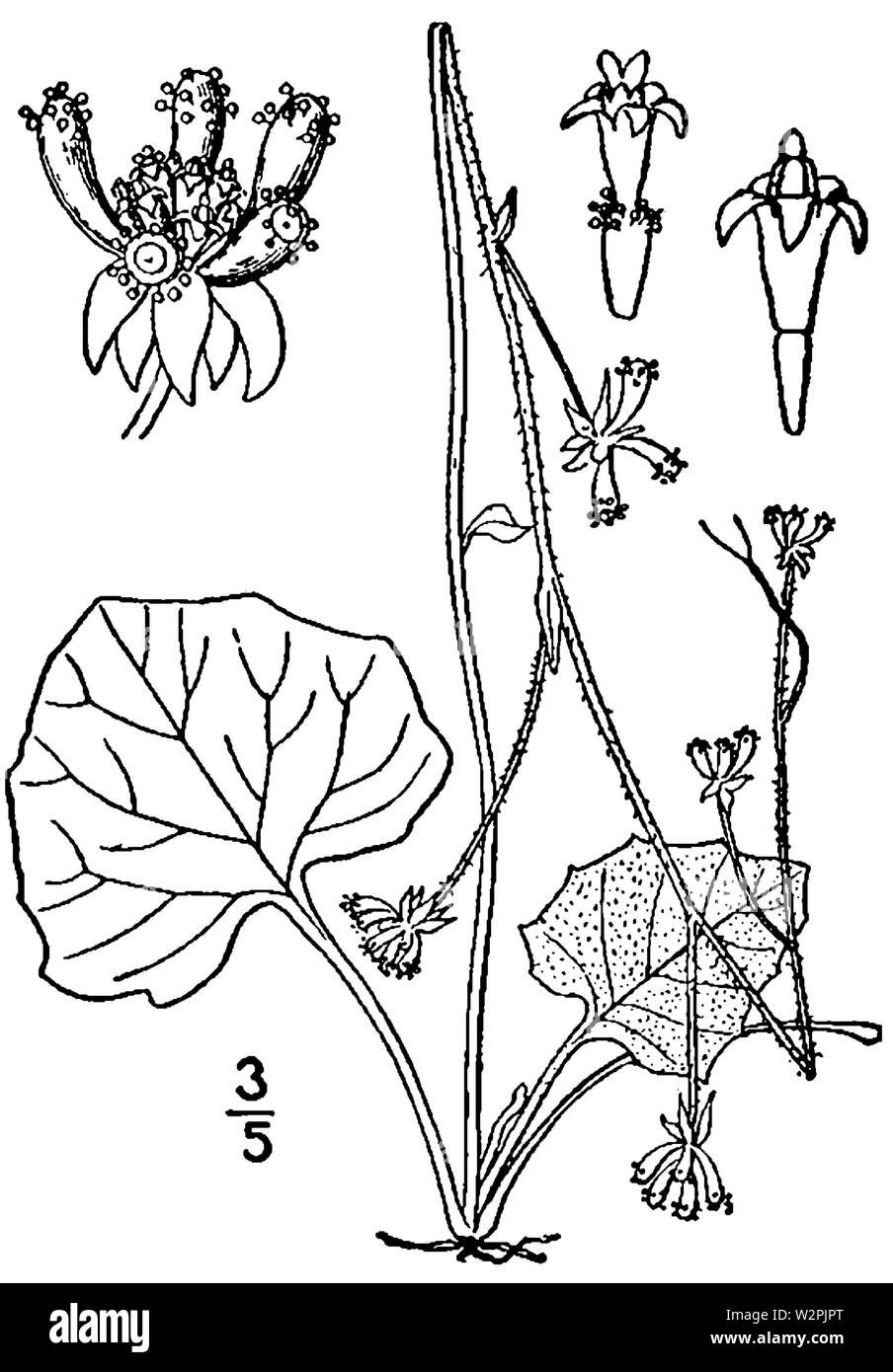Adenocaulon bicolor dimensions Banque D'Images