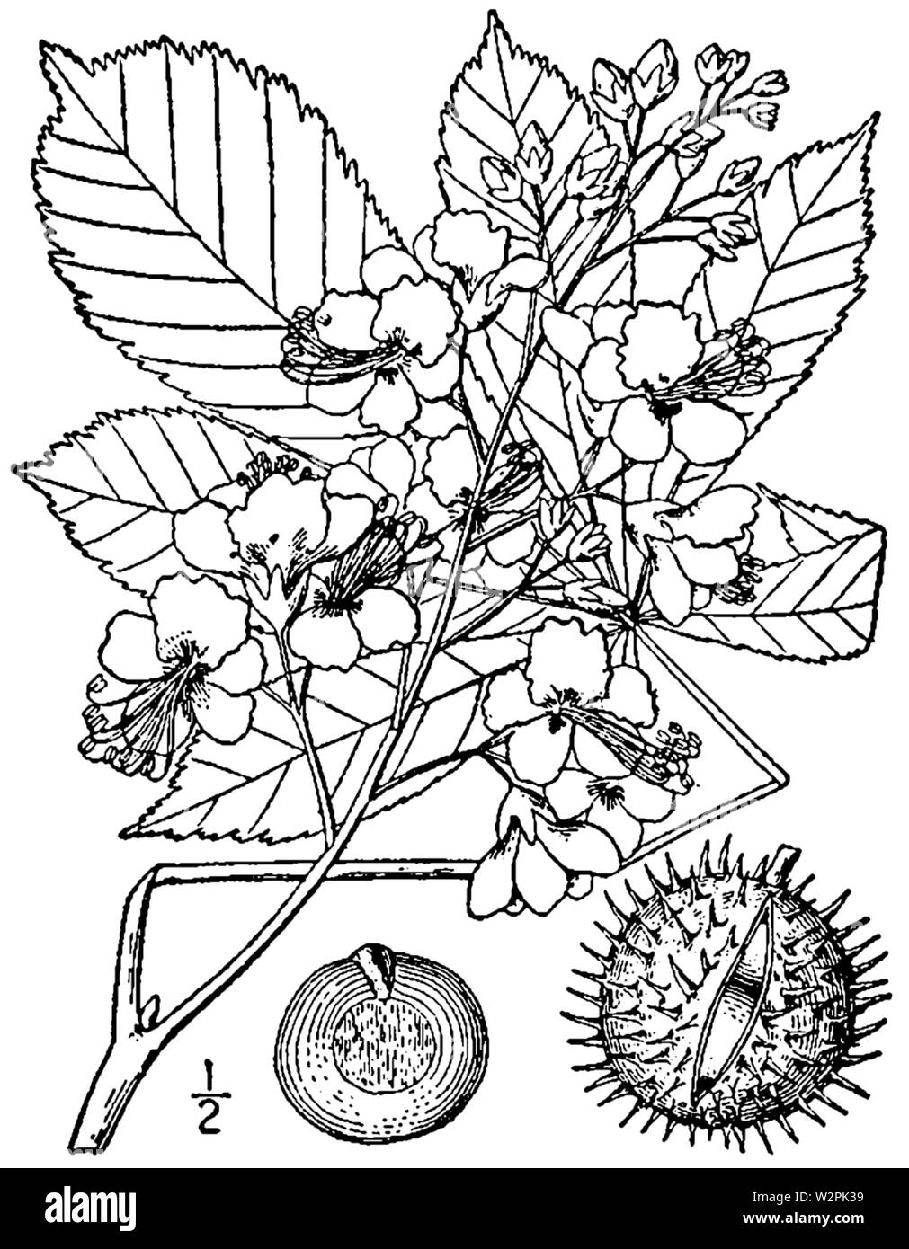 Aesculus hippocastanum dimensions Banque D'Images
