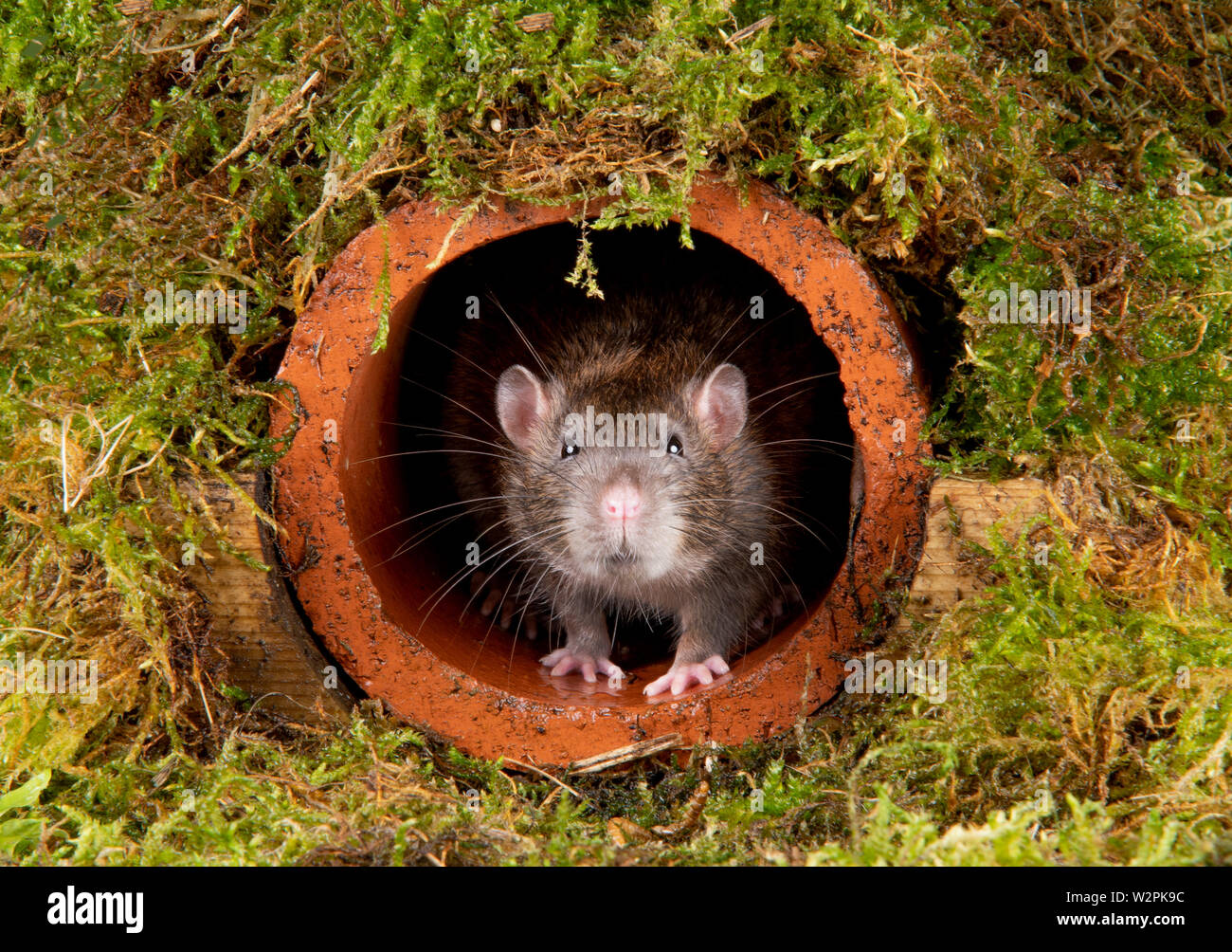 Un rat brun sauvage dans un tuyau de vidange en terre cuite Banque D'Images