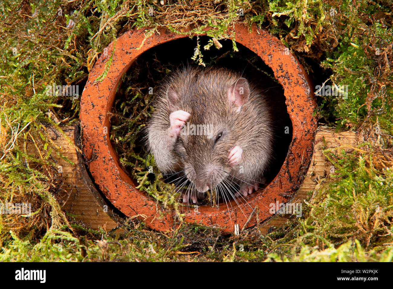 Un rat sauvage dans un studio qui sortent d'un tuyau d'eau Banque D'Images