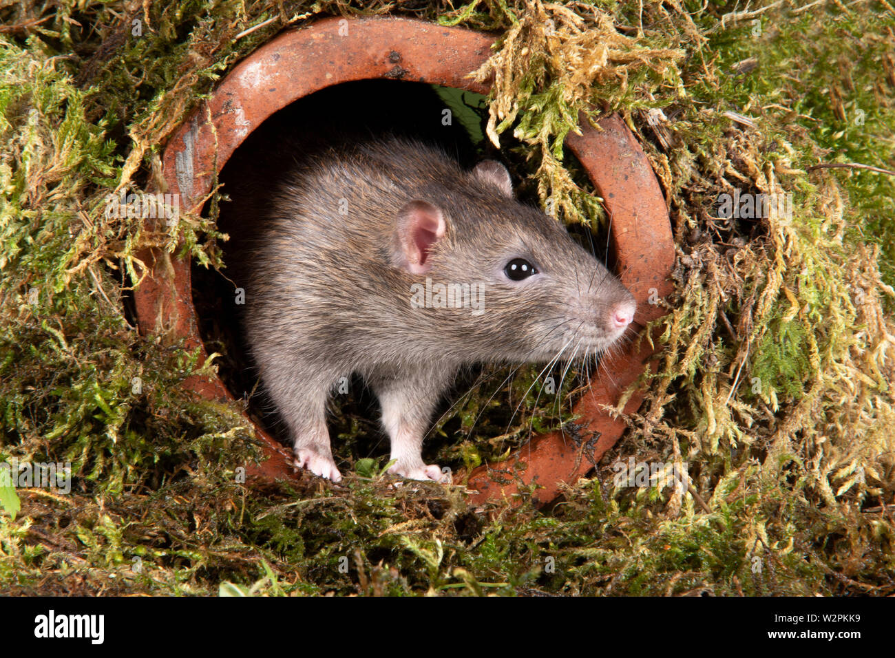Un rat sauvage dans un studio qui sortent d'un tuyau d'eau Banque D'Images