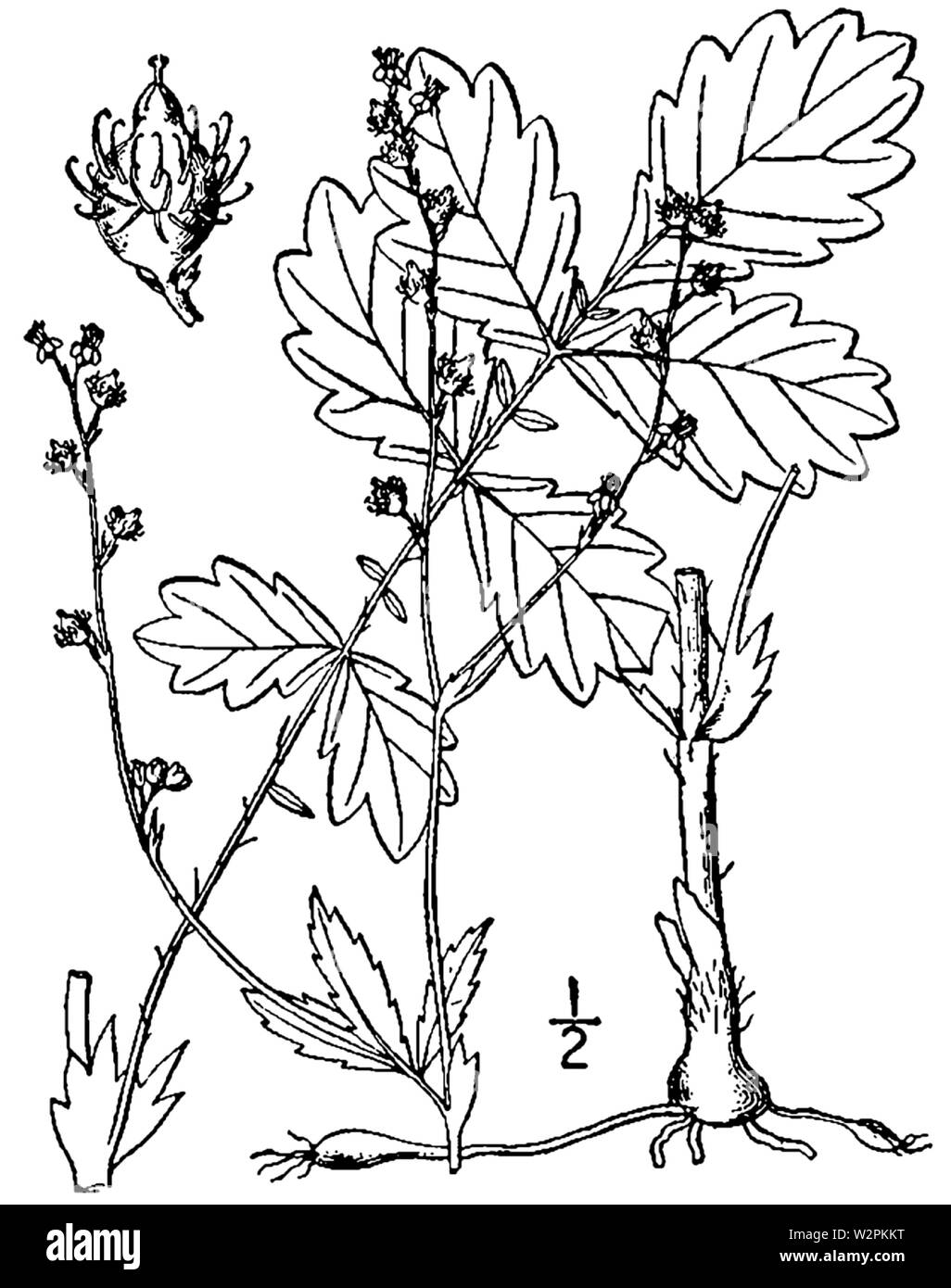 Agrimonia rostellata dimensions Banque D'Images