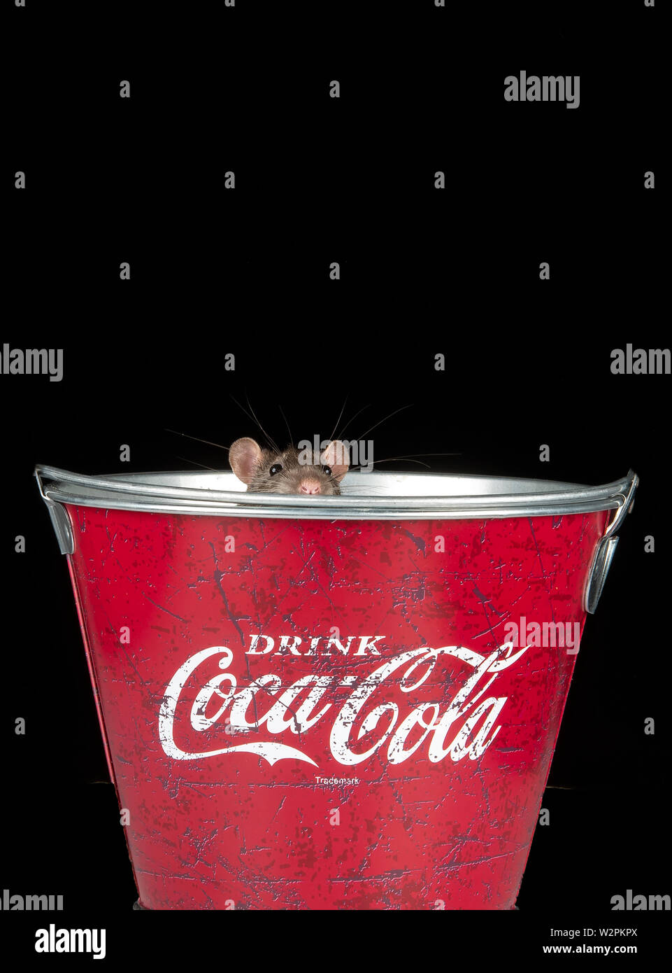 Un rat brun joue dans un biucket coke dans un studio Banque D'Images