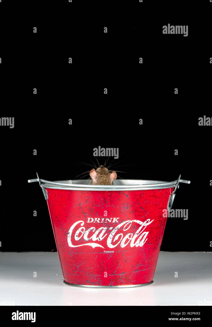 Un rat brun joue dans un biucket coke dans un studio Banque D'Images