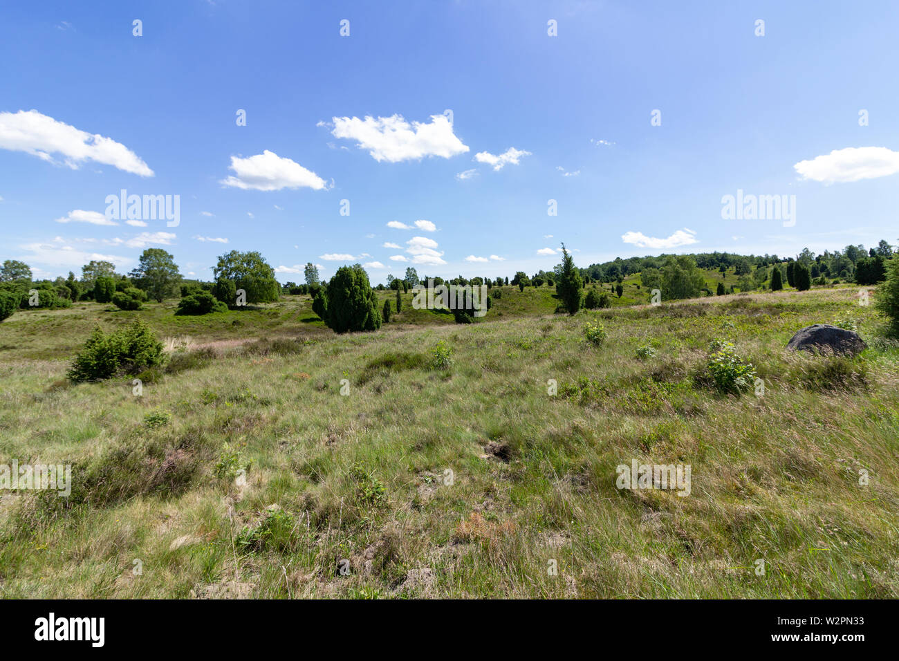 Vue panoramique de la lande en été. Naturel Vert landscpae Arrière-plan. Banque D'Images