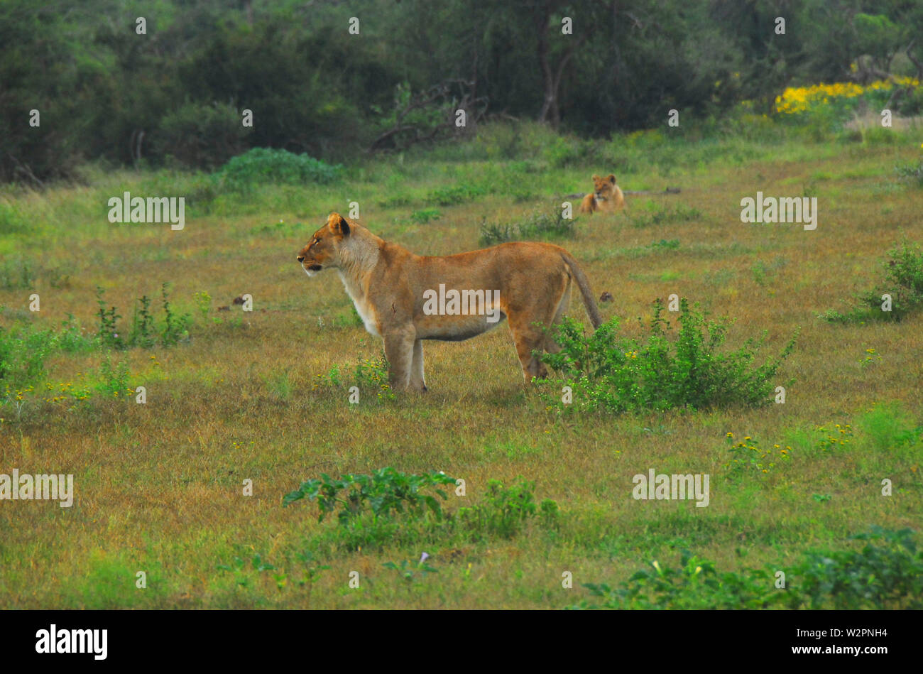 Safari en Afrique du Sud- près de deux Lions femelle très intéressé dans un Impala. Remarque la coupure sur son épaule. Banque D'Images