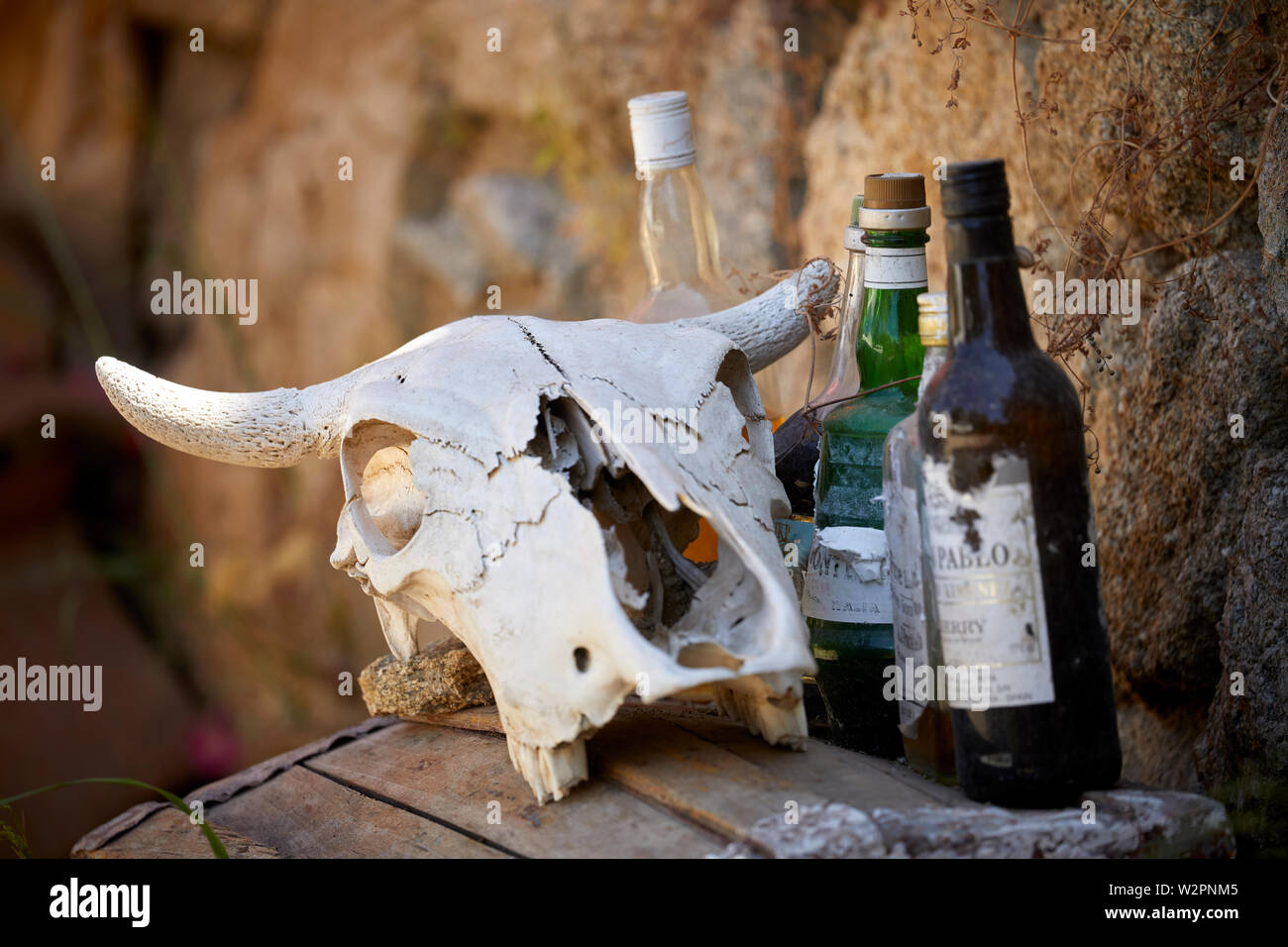 Mykonos, l'île grecque de Mikonos, partie des Cyclades, crâne animal et bouteilles Banque D'Images